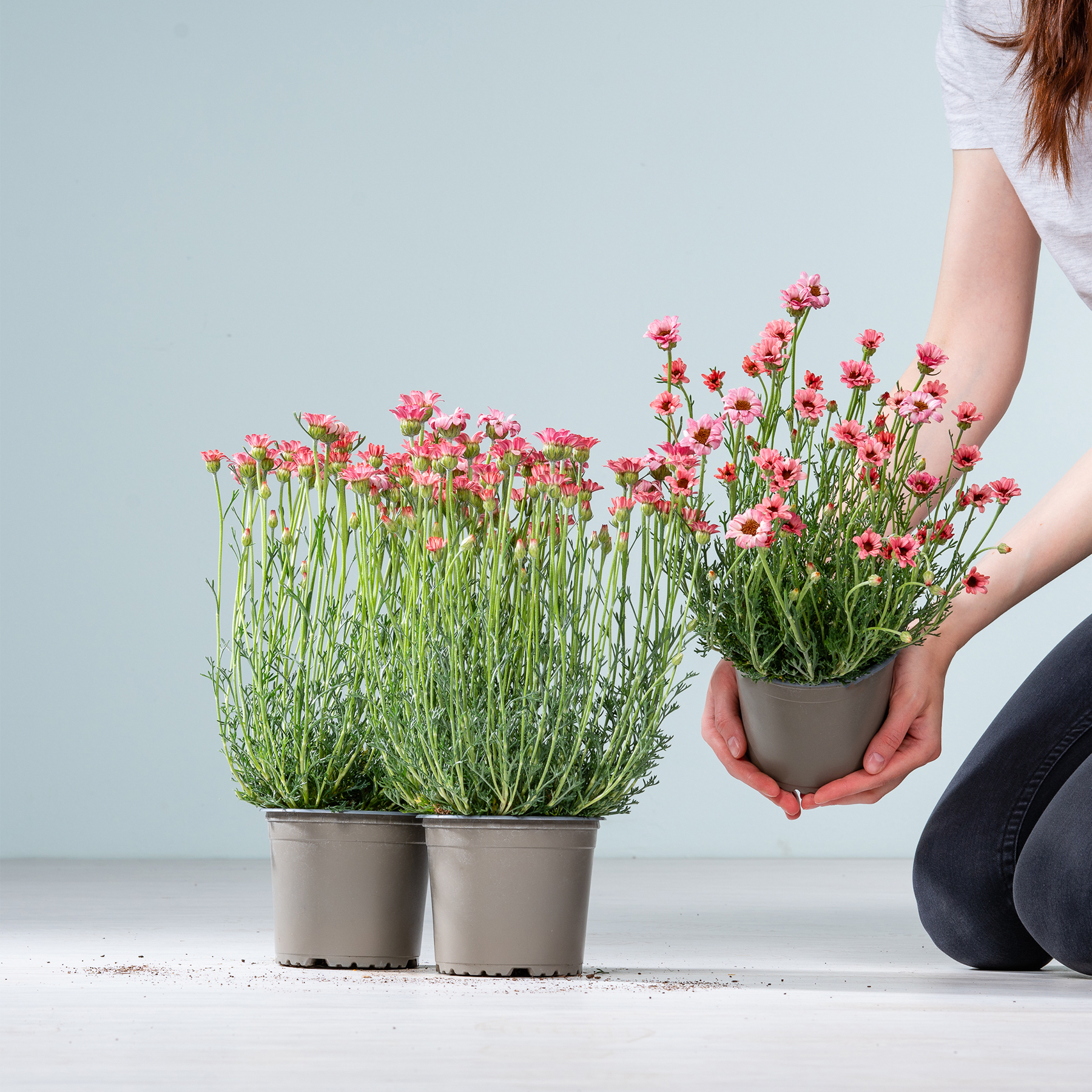 Das Bild zeigt eine Person, die eine Topfpflanze mit kleinen rosa Blüten hält, während im Vordergrund zwei weitere Topfpflanzen auf einer weißen Fläche vor einem hellblauen Hintergrund stehen.