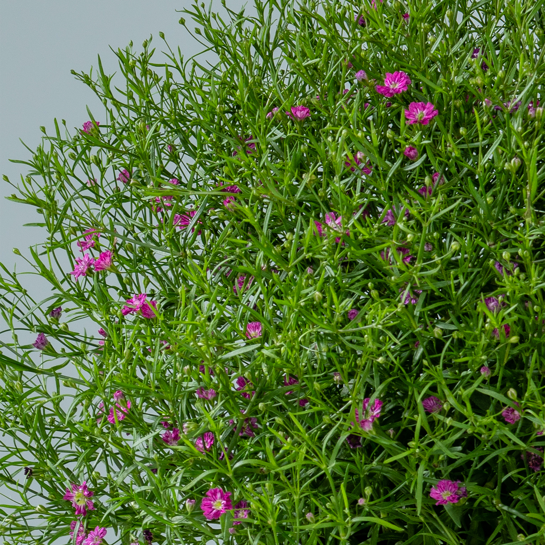Das Bild zeigt eine üppige, grüne Pflanze mit zarten rosa Blüten, die über das gesamte Laub verteilt sind, vor einem neutralen grauen Hintergrund.