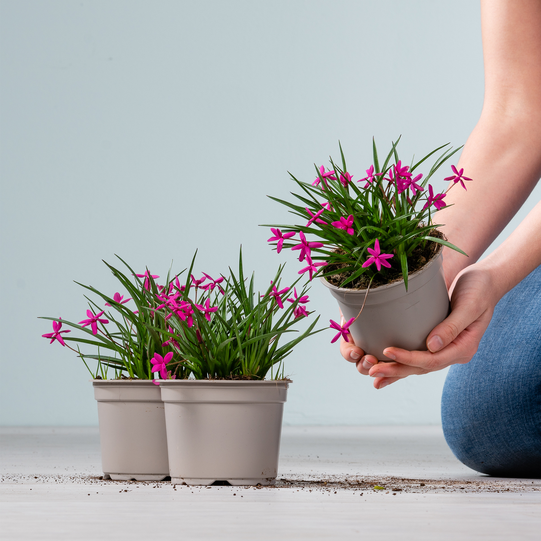 Das Bild zeigt zwei Topfpflanzen mit leuchtend rosa Blüten, die eine Person in den Händen hält, die vor einem schlichten grauen Hintergrund auf dem Boden sitzt.