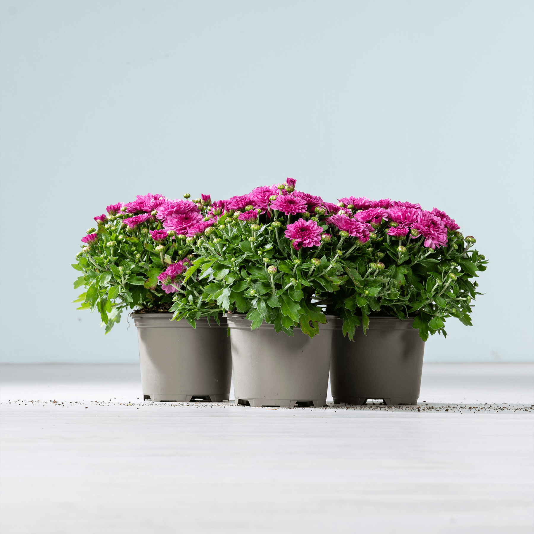 Eine Reihe von drei Topfpflanzen mit leuchtend rosa Chrysanthemenblüten vor einem schlichten hellblauen Hintergrund.