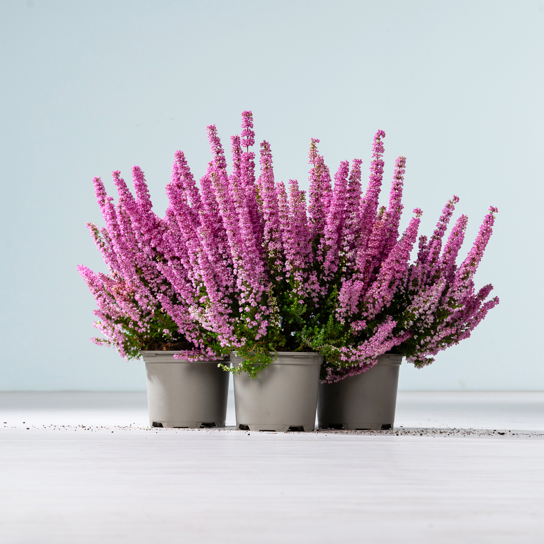 Eine Sammlung leuchtend rosa Heidepflanzen in grauen Töpfen vor einem schlichten weißen Hintergrund.