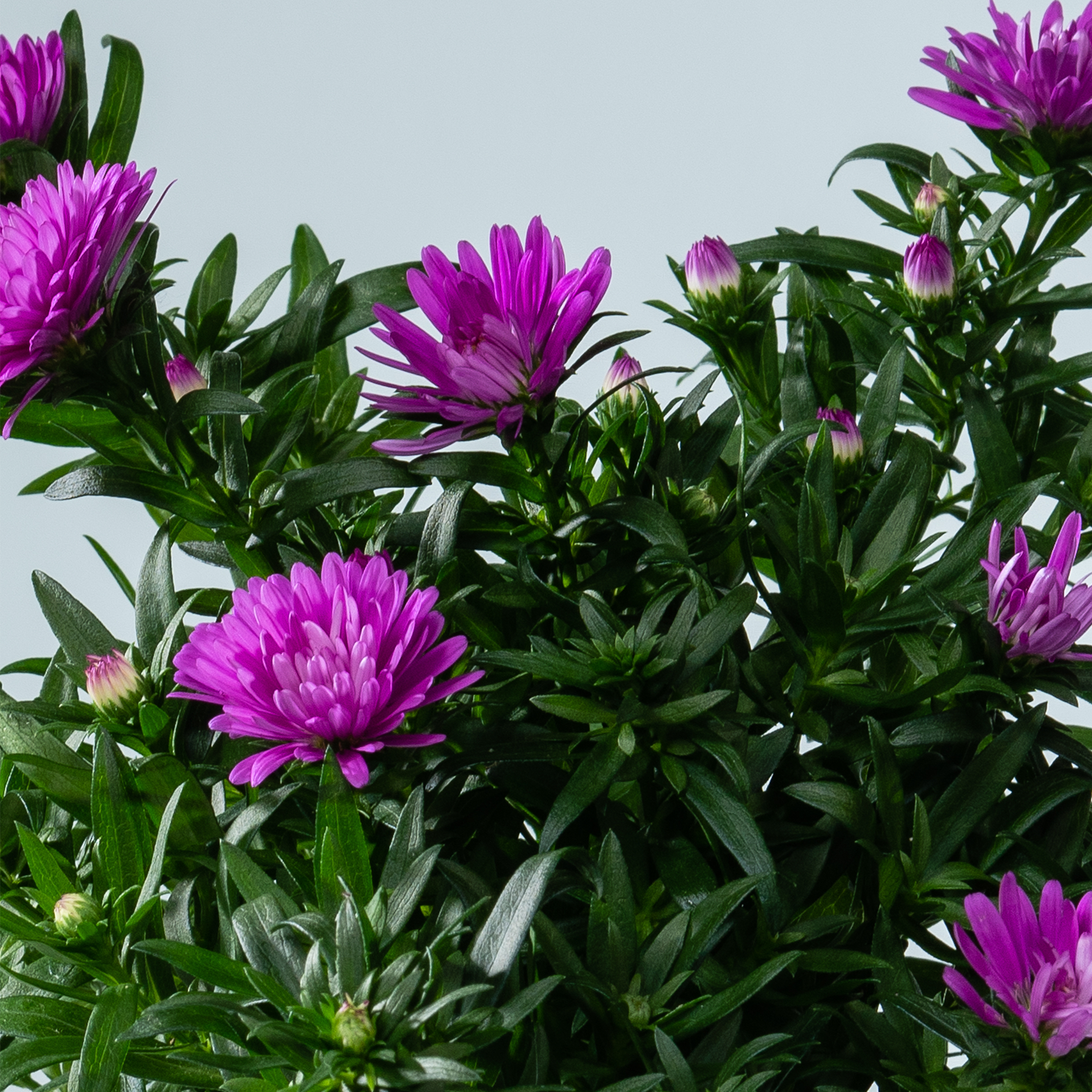 Leuchtend violette Chrysanthemenblüten mit üppigem grünem Laub vor einem schlichten Hintergrund.