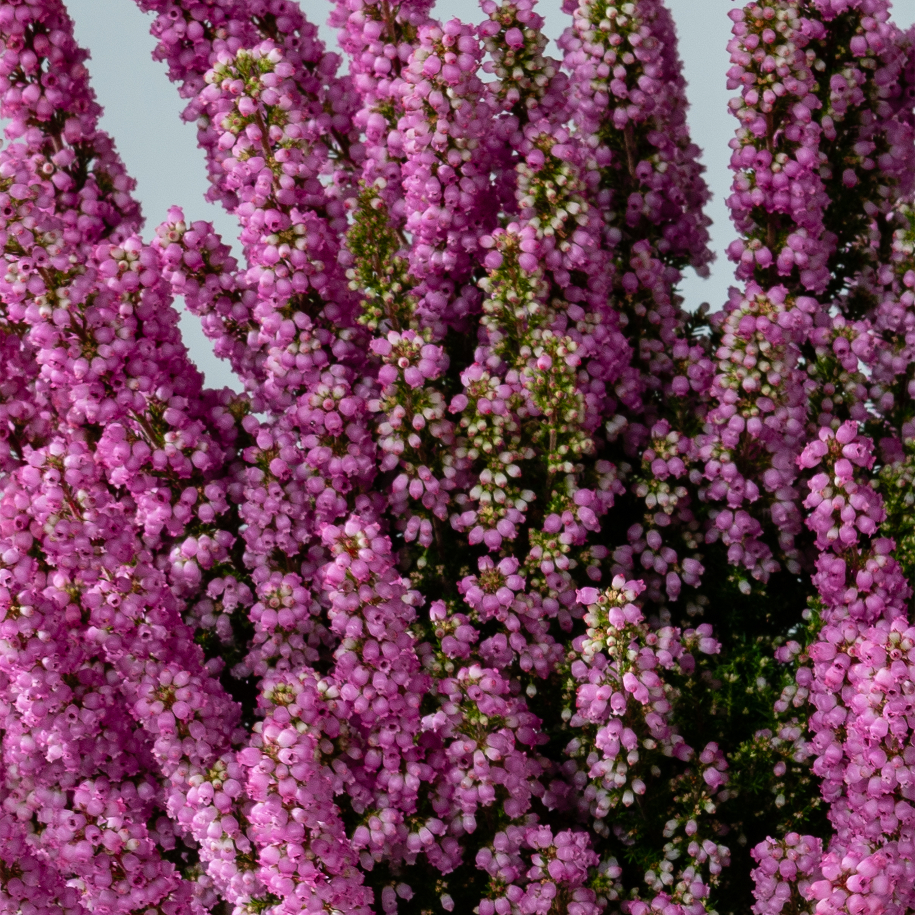 Eine lebendige Darstellung kleiner, dicht gepackter rosa und weißer Blüten vor einem hellen Hintergrund, die eine optisch beeindruckende und fesselnde Szene schaffen.