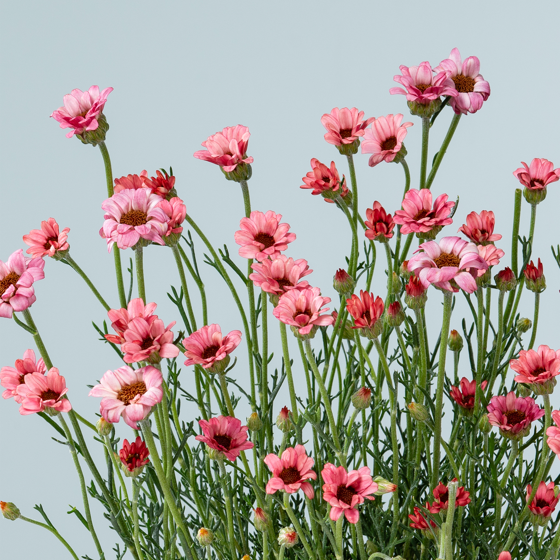 Ein leuchtendes Feld aus rosa, nelkenähnlichen Blumen vor einem hellblaugrünen Hintergrund.