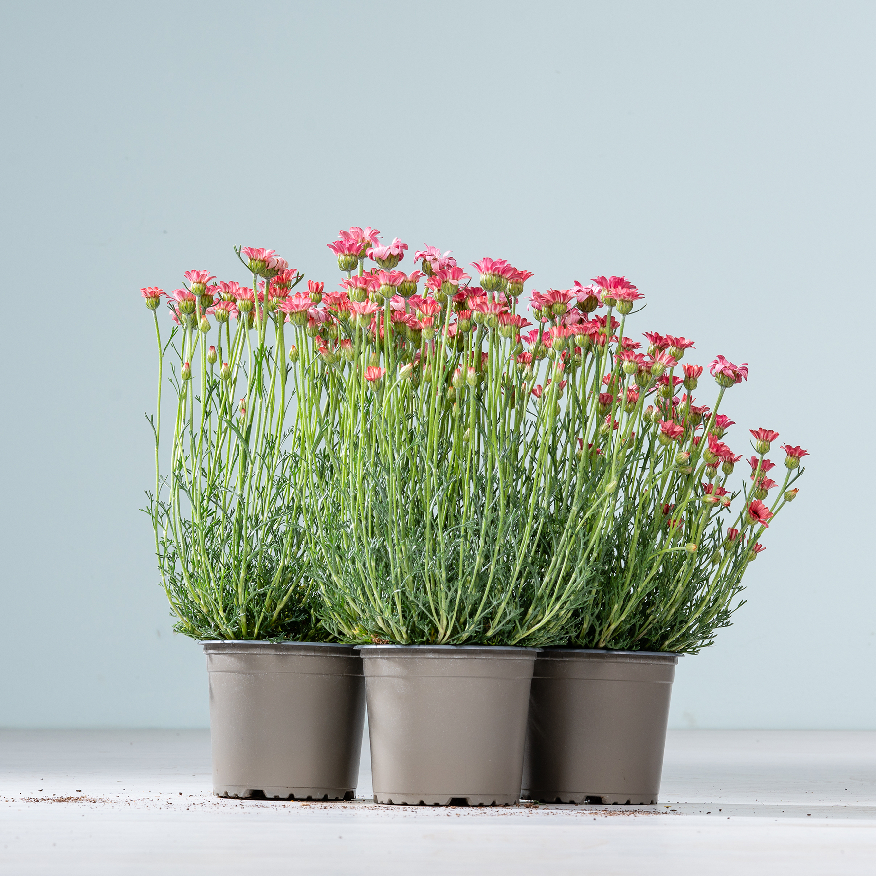 Eine Gruppe von Topfpflanzen mit leuchtend rosa Blüten steht vor einem schlichten, hellblauen Hintergrund.