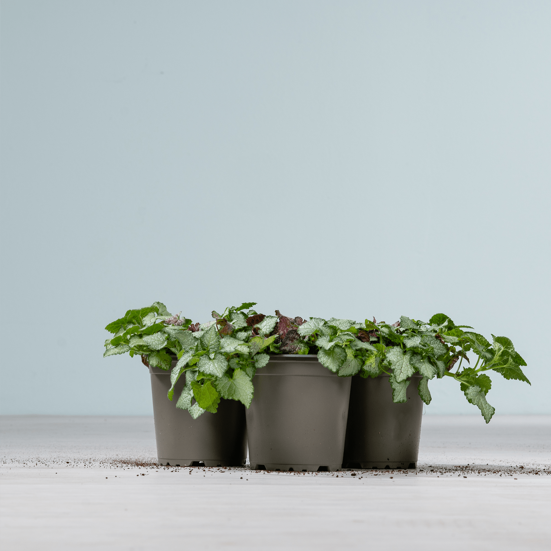 Drei kleine Topfpflanzen mit üppigen grünen Blättern stehen auf einer schlichten Fläche vor einem hellblauen Hintergrund.