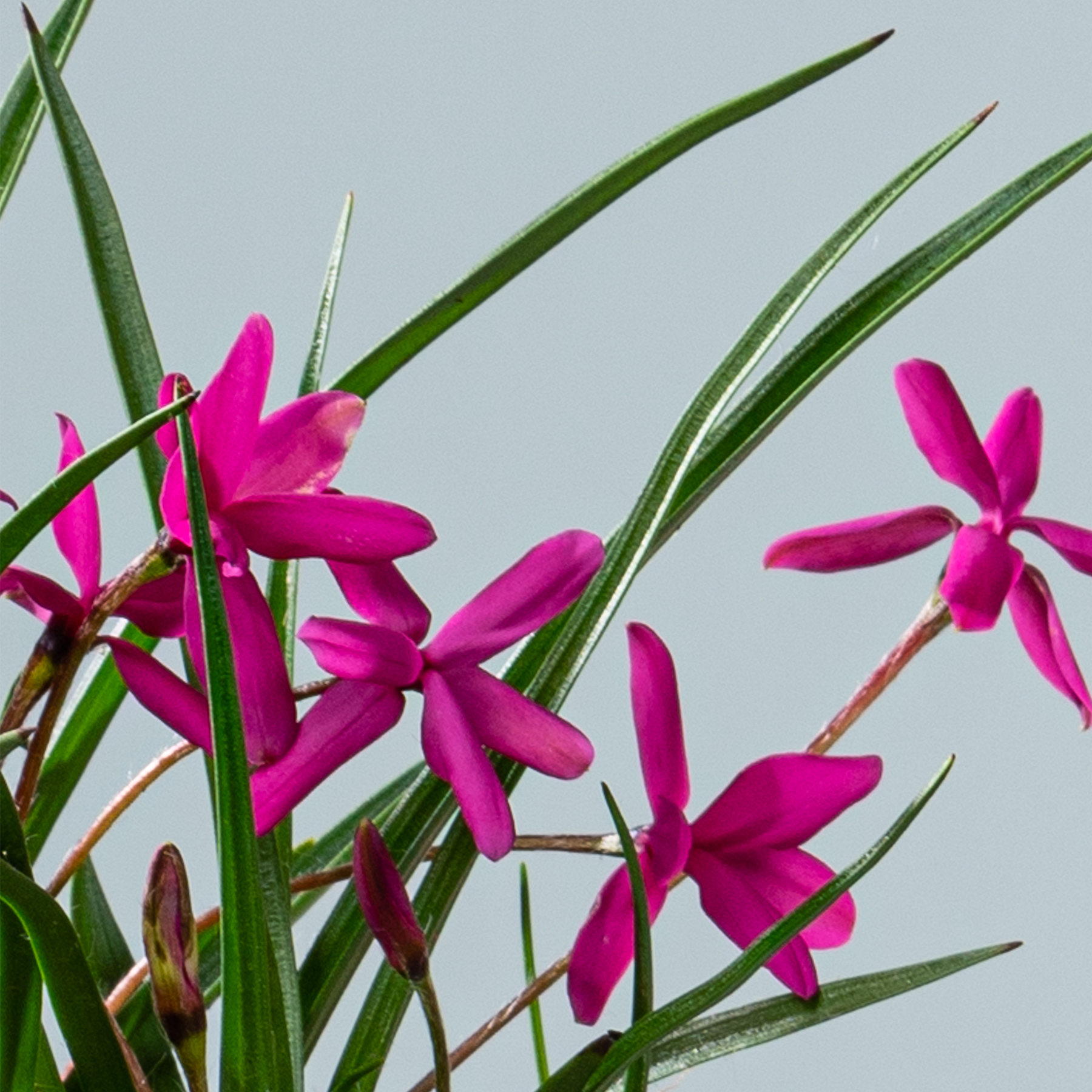 Leuchtend rosa Orchideenblüten mit langen grünen Blättern vor einem hellgrauen Hintergrund.