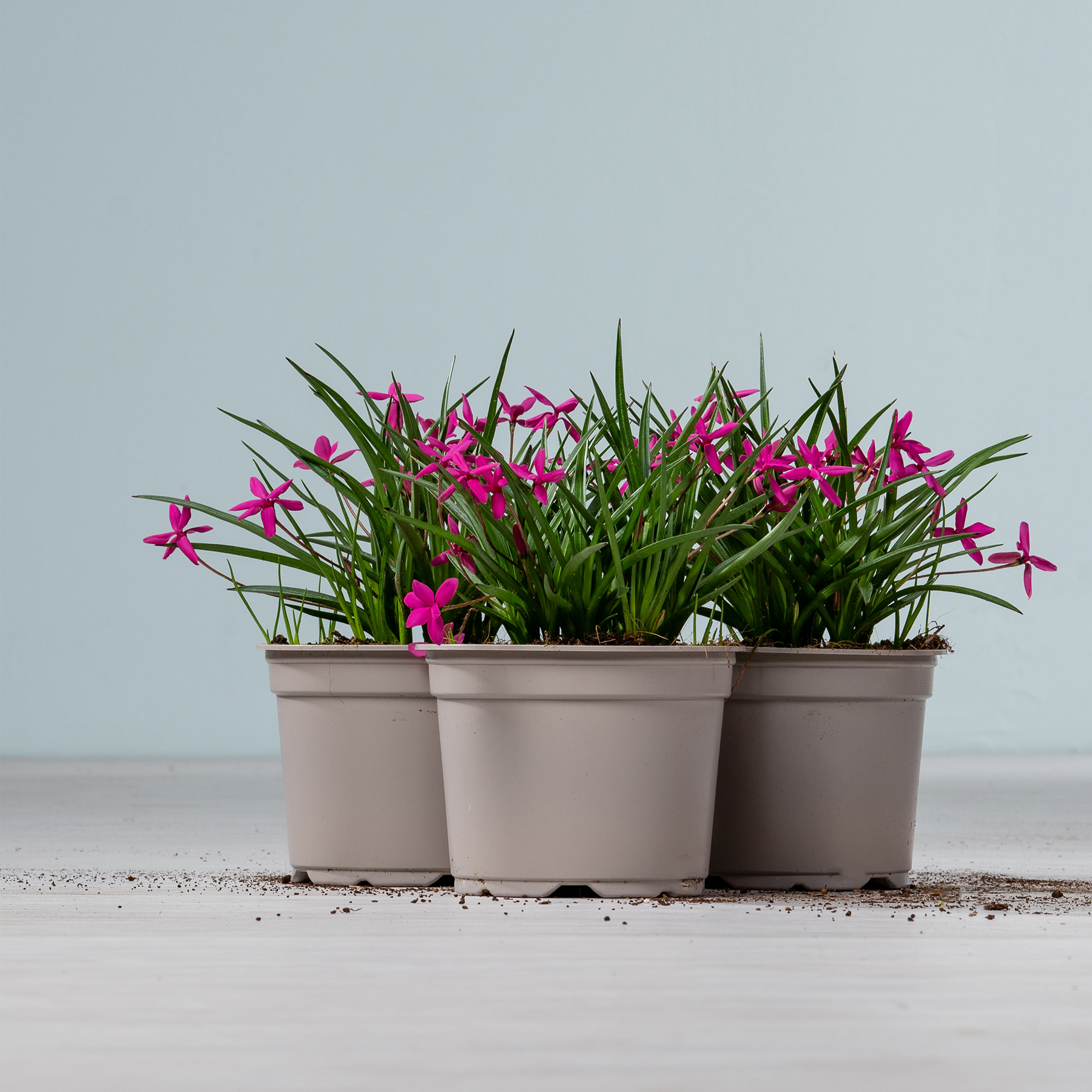 Das Bild zeigt drei Topfpflanzen mit leuchtend rosa Blüten vor einem schlichten Hintergrund.