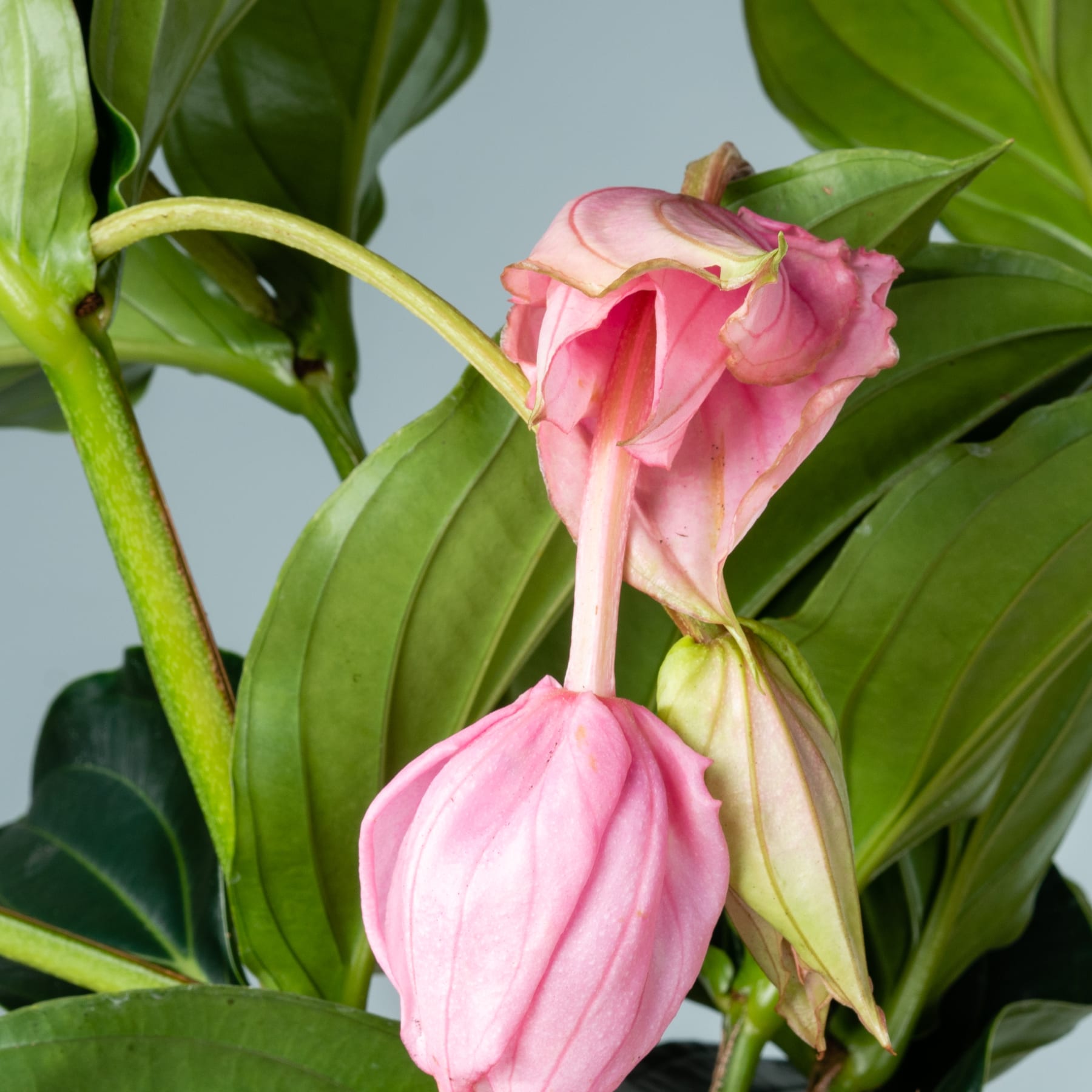 Das Bild zeigt eine Nahaufnahme einer leuchtend rosa Blume mit zarten Blütenblättern, die vor einem neutralen Hintergrund aus üppigem grünem Laub hervortreten.