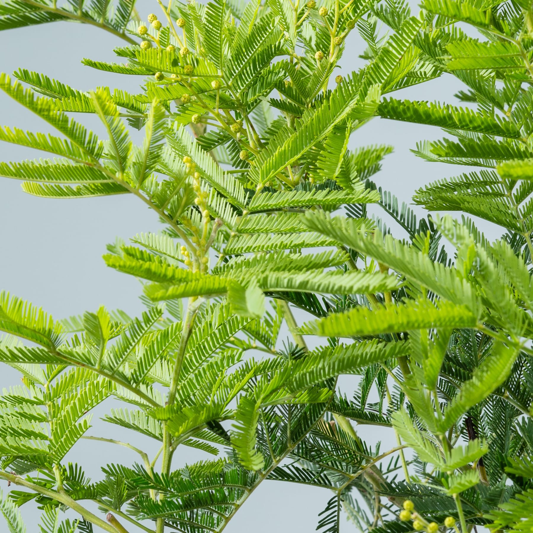 Üppiges, grünes Laub füllt den Rahmen, mit leuchtend grünen, farnartigen Blättern und zarten gelben Blüten, die vor einem blassen Hintergrund durch die dichte Vegetation hervorlugen.