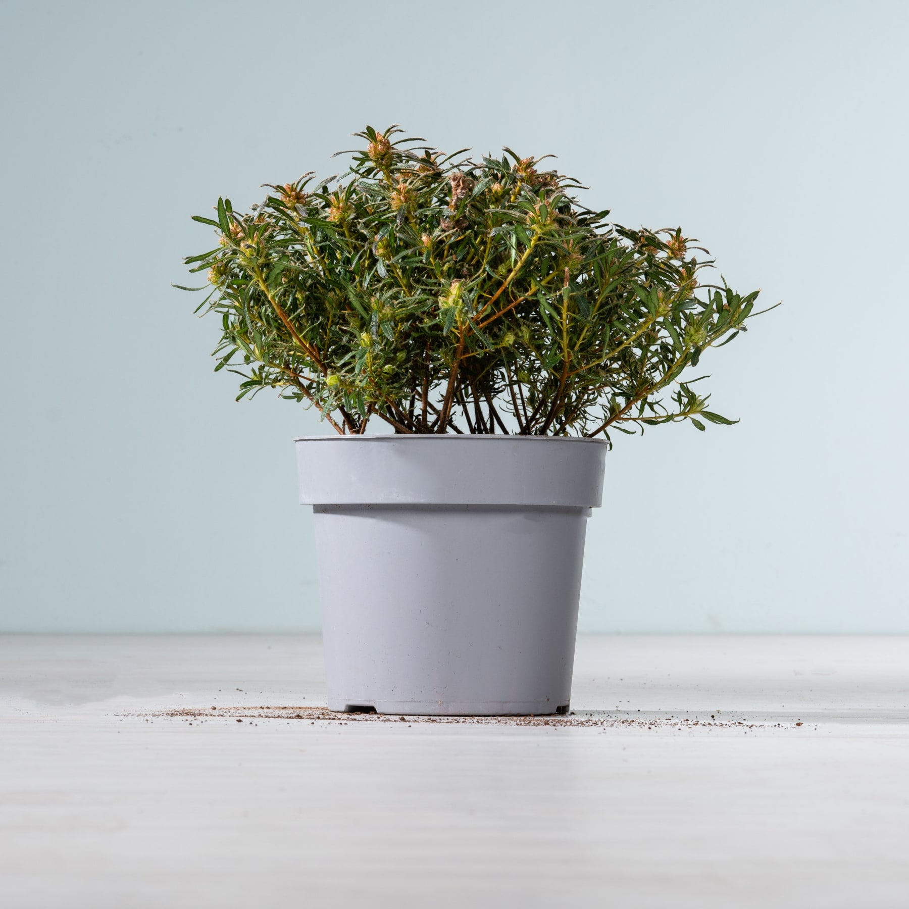 Eine Topfpflanze mit üppigem grünem Laub und gelben Blüten steht auf einer Holzoberfläche vor einem schlichten Hintergrund.