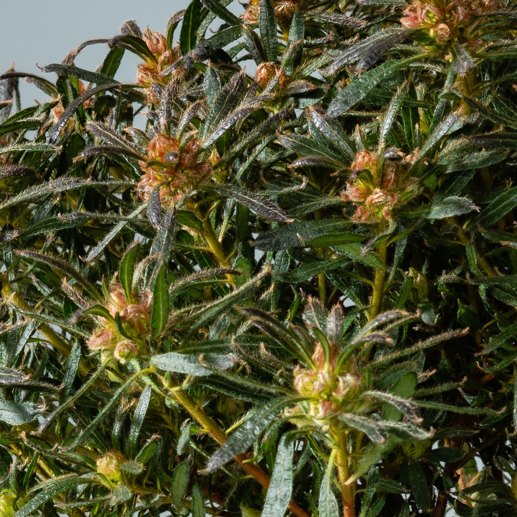 Das Bild zeigt vor einem unscharfen Hintergrund eine dichte Ansammlung grüner Blätter und Stängel mit kleinen orangeroten Blüten oder Knospen, die aus dem Laub sprießen.