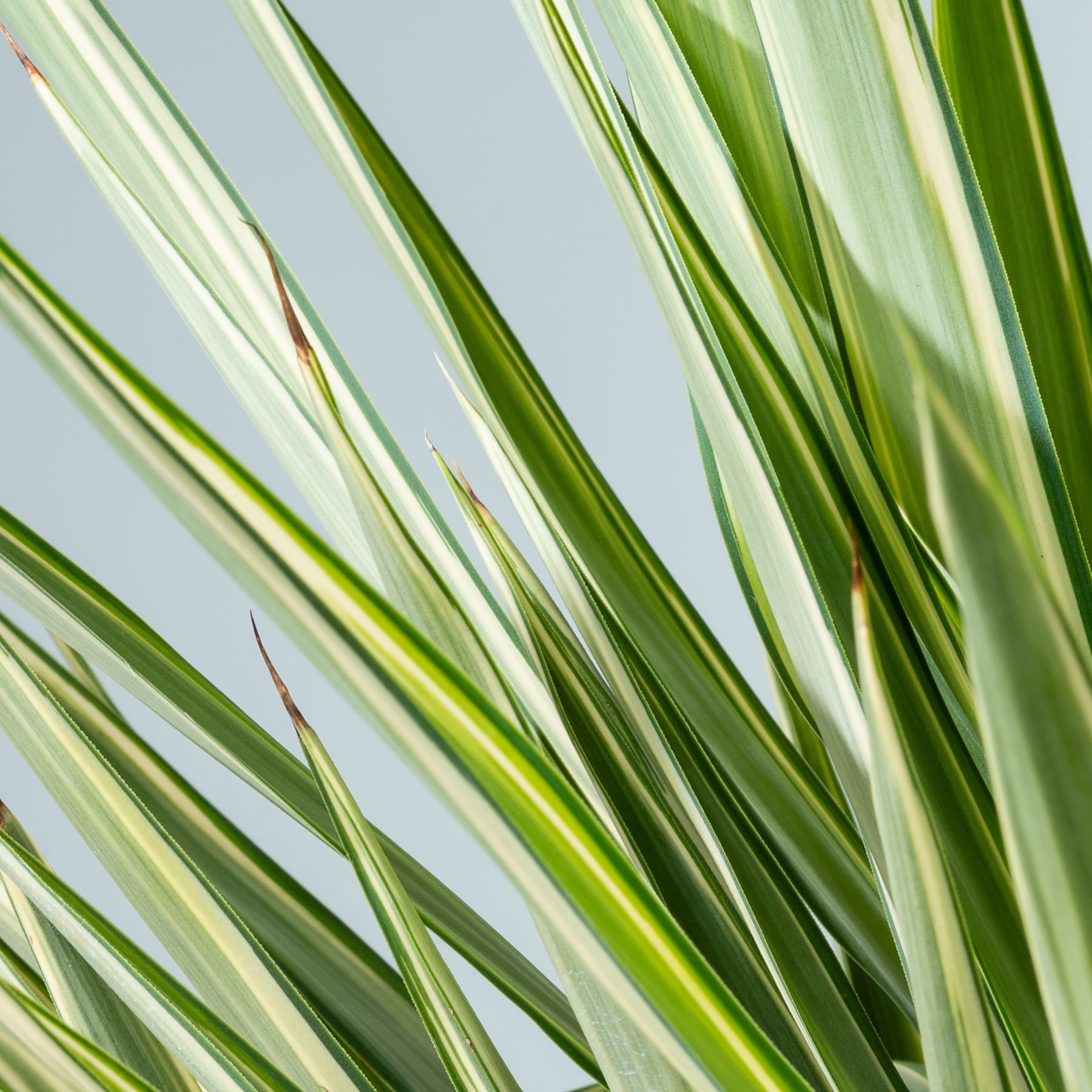 Das Bild zeigt eine Nahaufnahme üppiger, leuchtend grüner Blätter oder Grashalme, deren lange, schlanke Formen und verschiedene Grüntöne vor einem leicht unscharfen, helleren Hintergrund ein optisch auffälliges und strukturiertes Muster erzeugen.