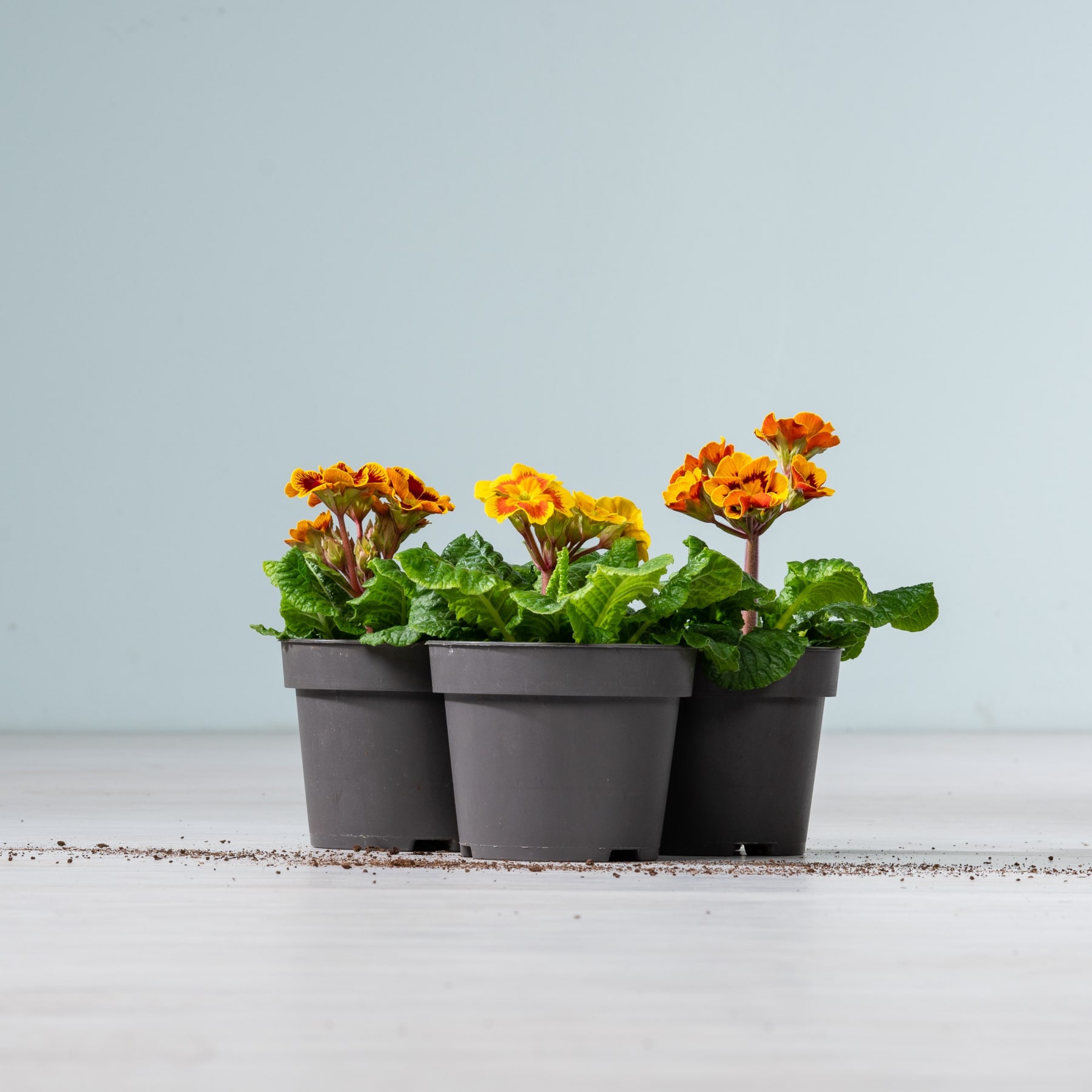 Leuchtend gelbe und orangefarbene Primelblüten in schwarzen Pflanzgefäßen stehen auf einer Holzoberfläche vor einem hellblauen Hintergrund.