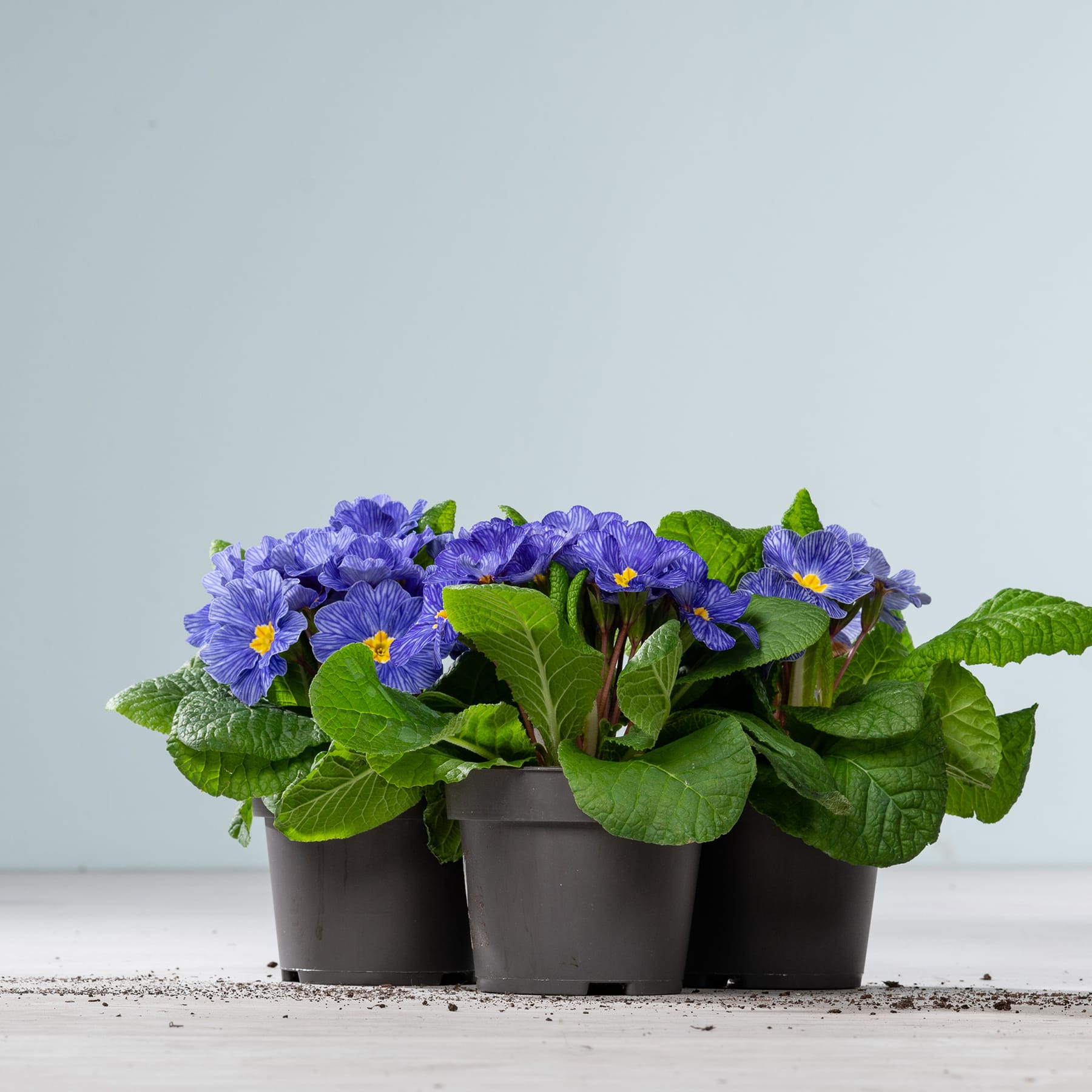 Leuchtend violette Primelblüten in schwarzen Töpfen stehen auf einer Holzoberfläche vor einem schlichten hellblauen Hintergrund.