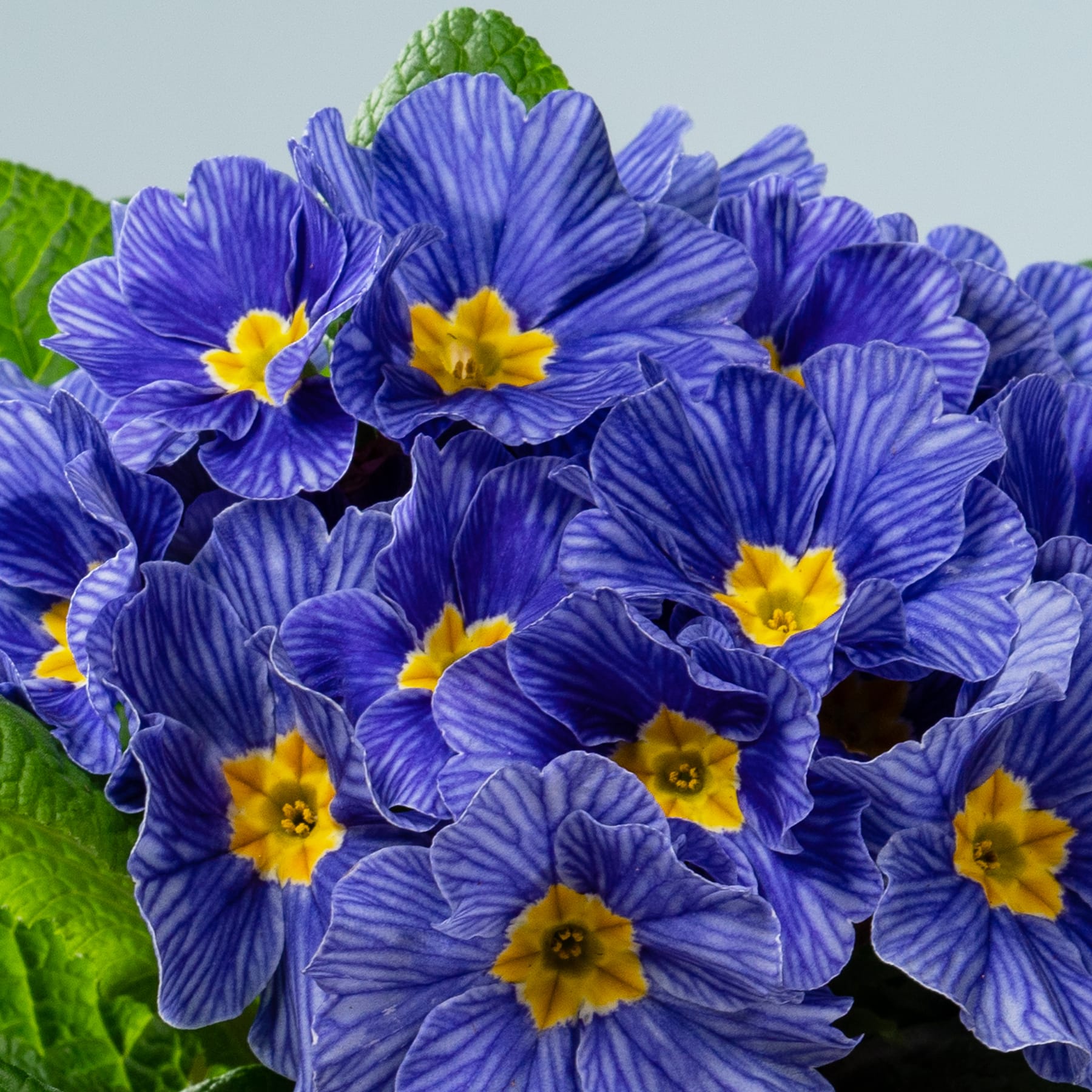 Ein lebendiger Strauß üppiger, tiefvioletter Primelblüten mit leuchtend gelber Mitte vor einem weichen, gedämpften Hintergrund.