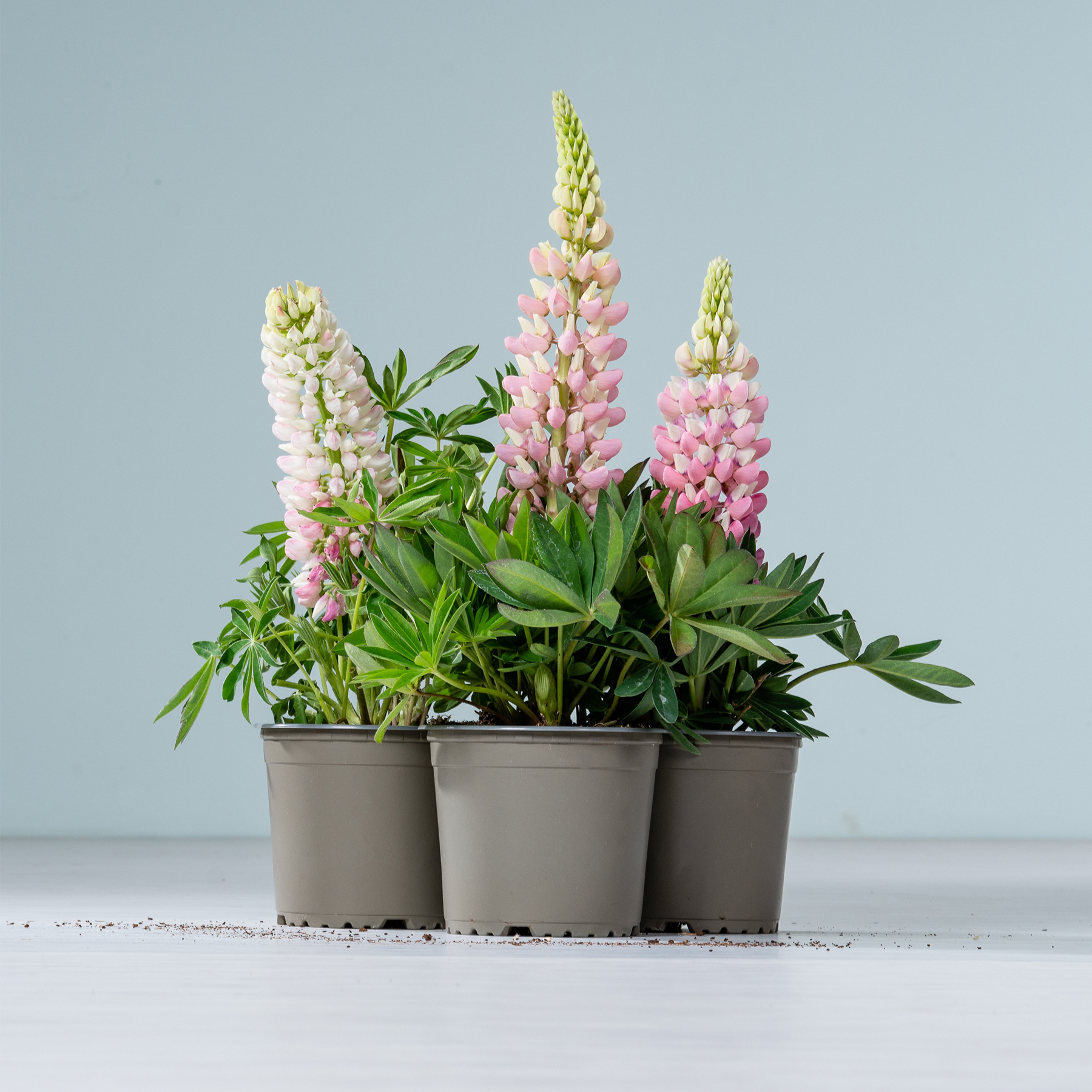 Eine Sammlung rosa und weißer Lupinenblüten in Töpfen vor einem hellblauen Hintergrund.