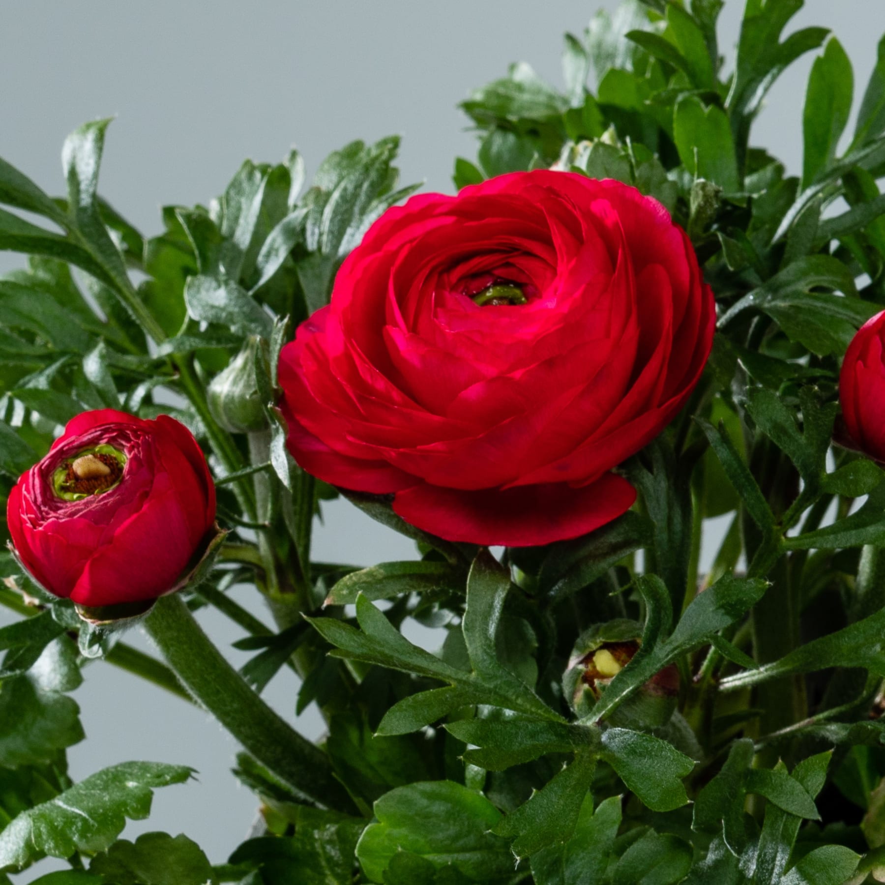Eine leuchtend rote Ranunkelblüte in voller Blüte hebt sich vor dem Hintergrund üppiger grüner Blätter ab.