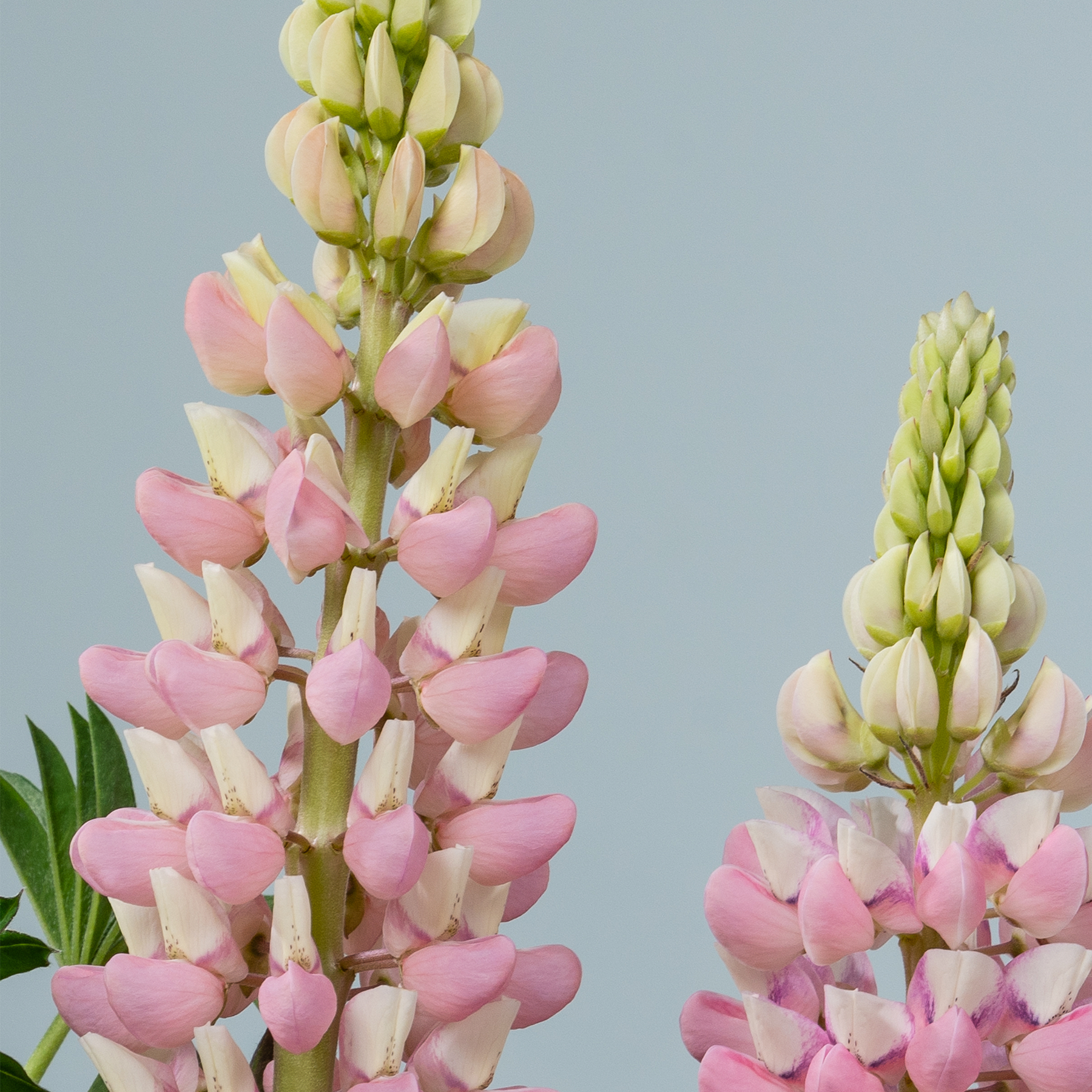 Leuchtend rosa und weiße Lupinenblüten ragen hoch vor einem sanften blauen Hintergrund empor, ihre zarten Blütenblätter und das üppige grüne Laub schaffen eine bezaubernde Naturszene.