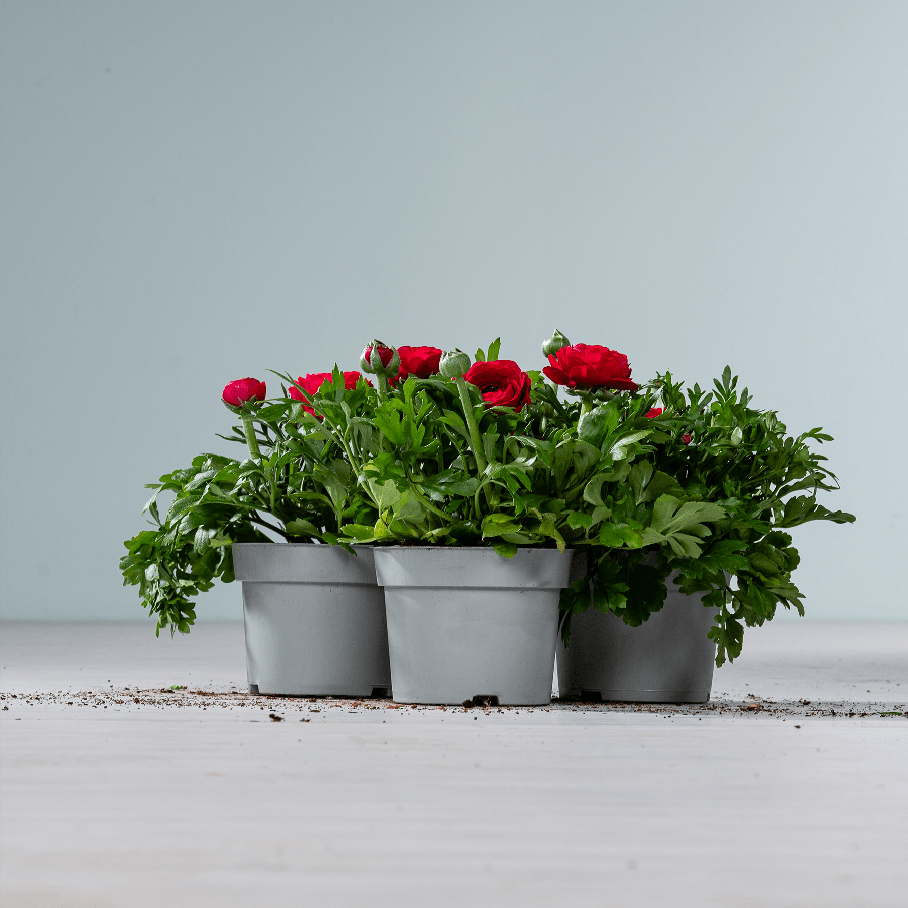 Das Bild zeigt mehrere Topfpflanzen mit leuchtend roten Rosen und üppigem grünem Laub, die auf einer Holzoberfläche vor einem schlichten grauen Hintergrund platziert sind.