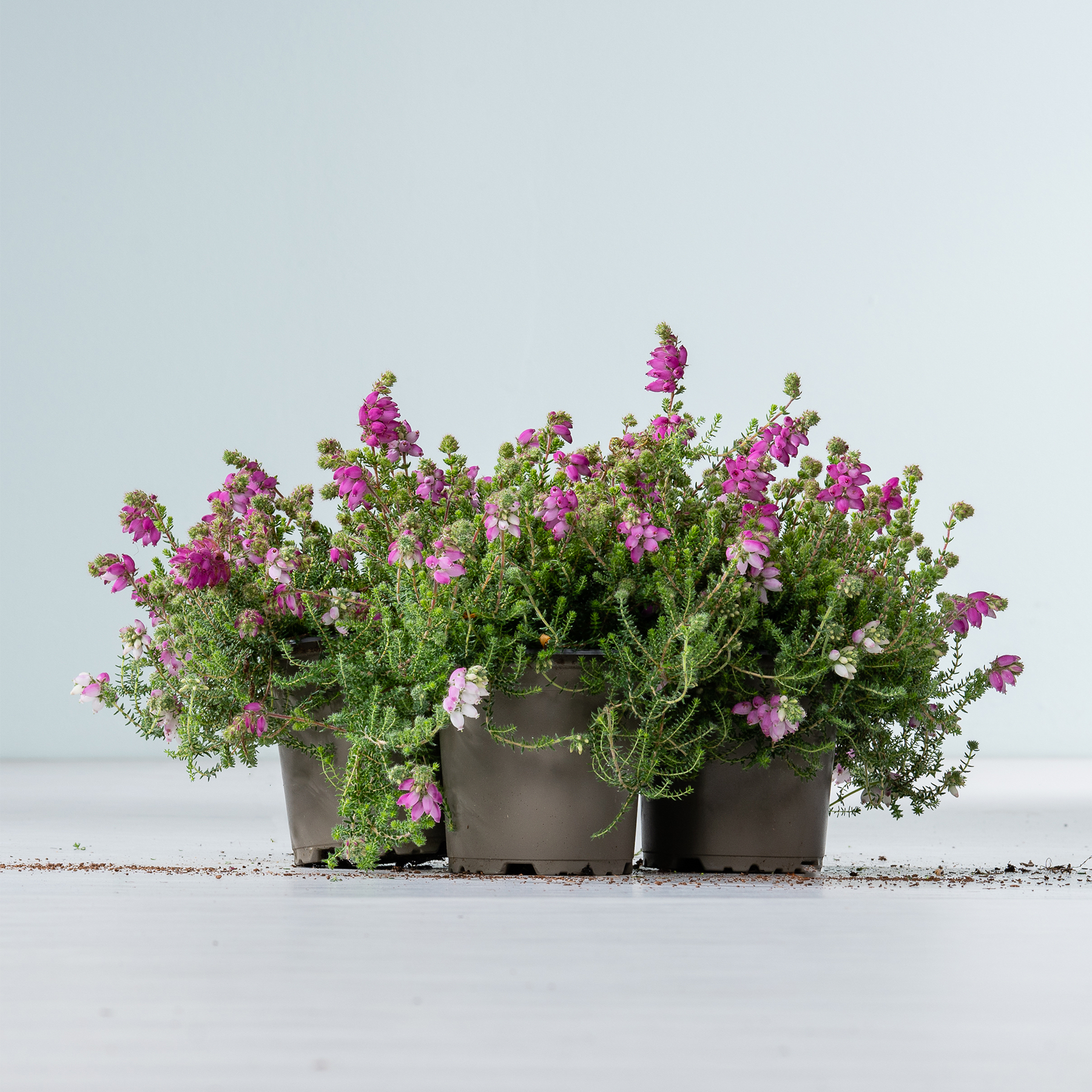 Leuchtend violette und rosa Blumen in Pflanzgefäßen stehen auf einer Betonoberfläche vor einem schlichten hellblauen Hintergrund.