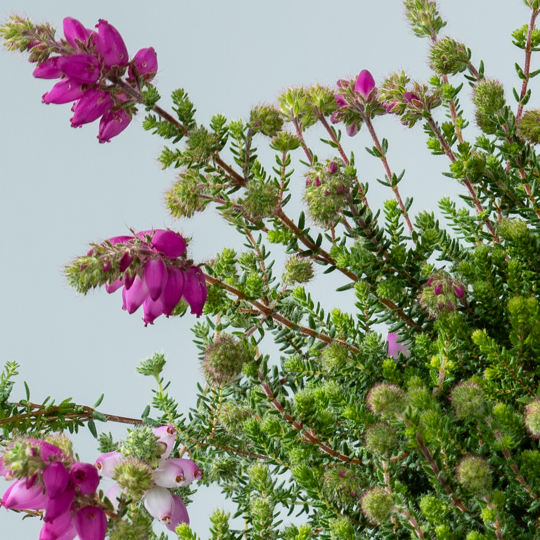 Leuchtend rosa Blüten blühen inmitten üppiger grüner Blätter vor dem Hintergrund eines klaren Himmels.