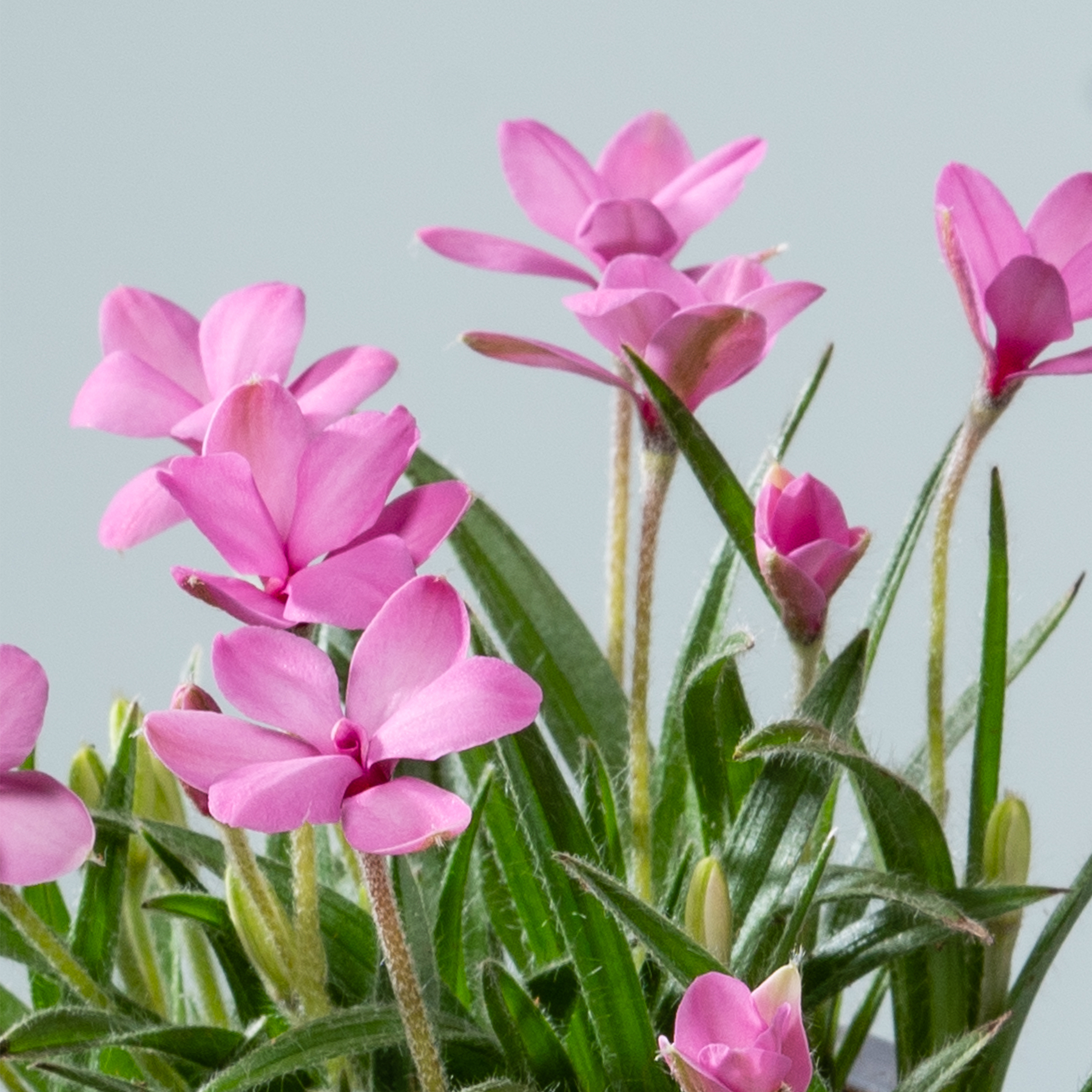 Leuchtend rosa Blüten mit zarten Blütenblättern blühen inmitten üppiger grüner Blätter vor einem ruhigen hellblauen Hintergrund.