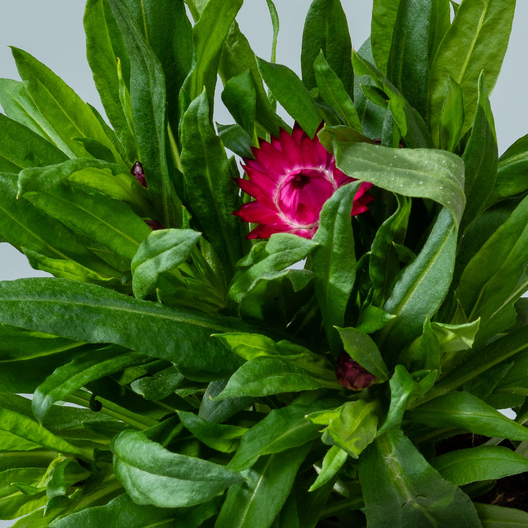 Eine leuchtend rote Blume, umgeben von üppigem grünem Laub, hebt sich vor einem schlichten Hintergrund ab.
