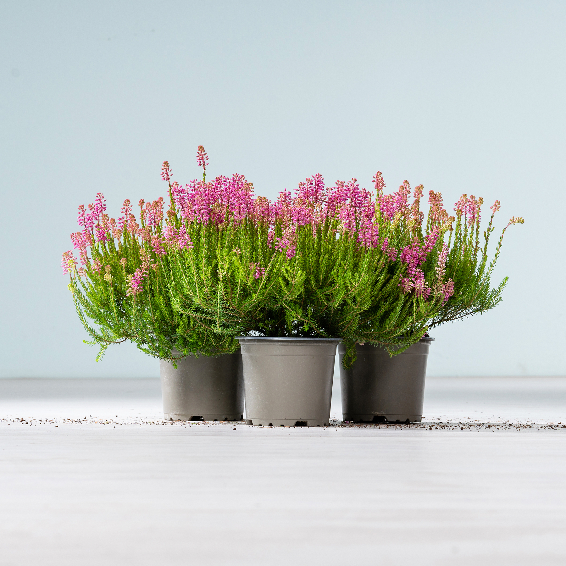 Das Bild zeigt drei Topfpflanzen mit leuchtend rosa Blüten und üppigem grünem Laub vor einem schlichten, hellen Hintergrund.