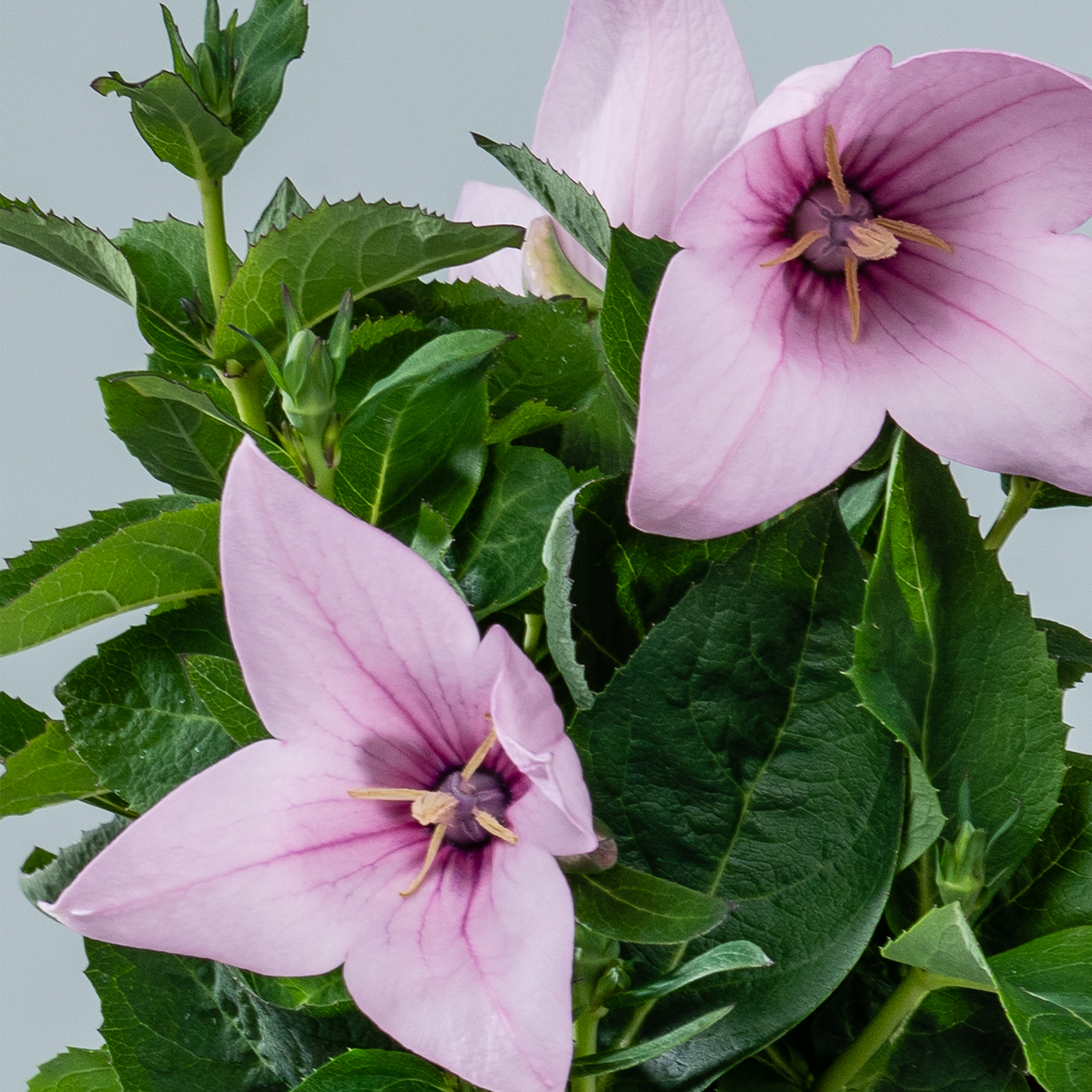 Das Bild zeigt leuchtend rosa Hibiskusblüten mit üppigen grünen Blättern vor einem schlichten grauen Hintergrund.