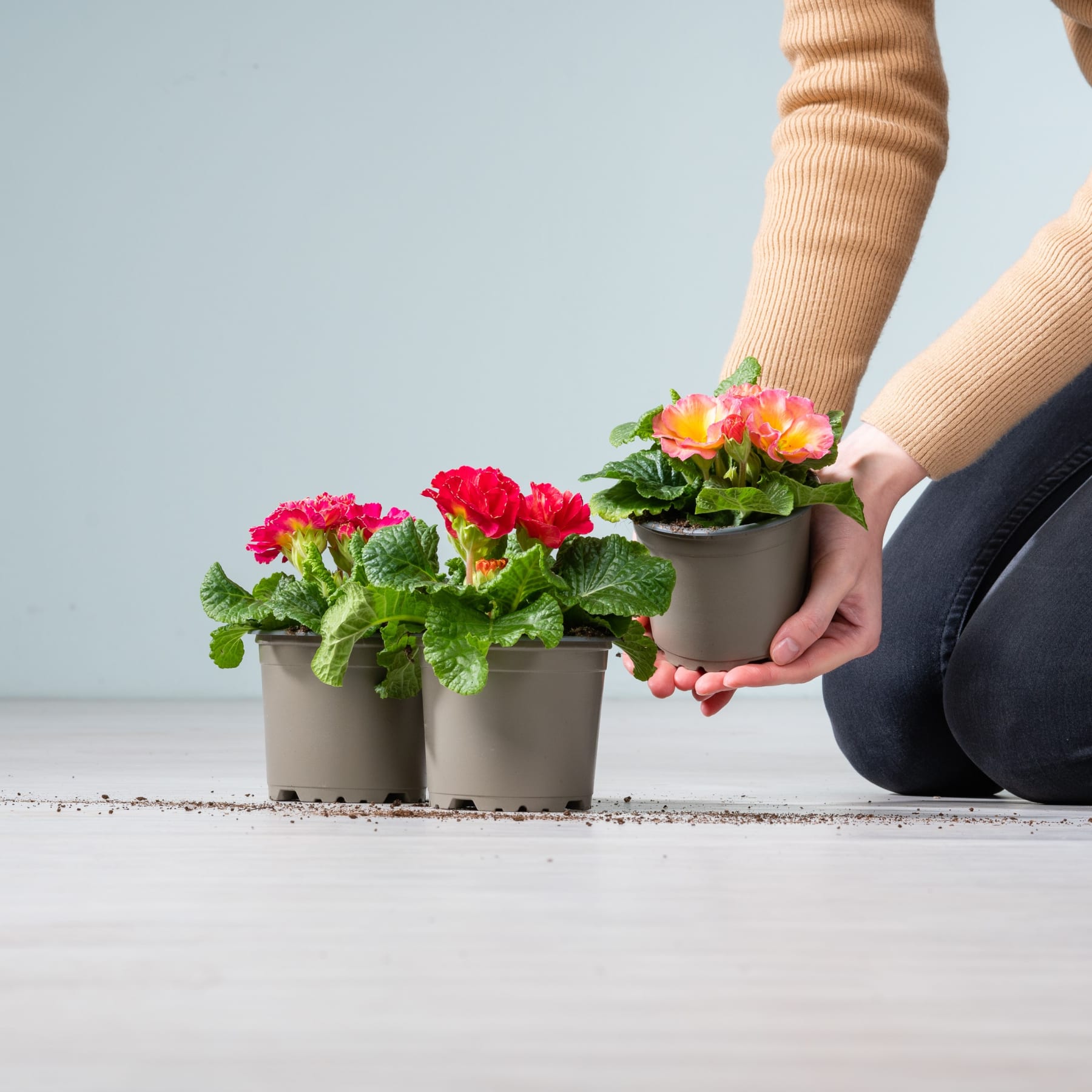 Im Vordergrund leuchtende Topfblumen, vor einem schlichten Hintergrund halten die Hände einer Person einen der Töpfe.