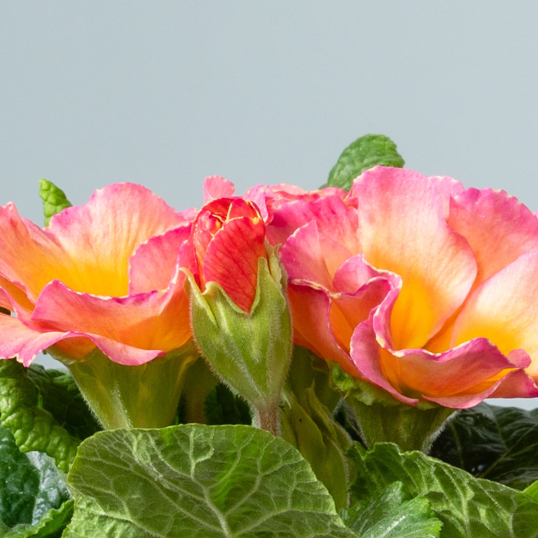 Leuchtend rosa und gelbe Rosen mit üppigen grünen Blättern füllen den Rahmen vor einem hellblauen Himmel.