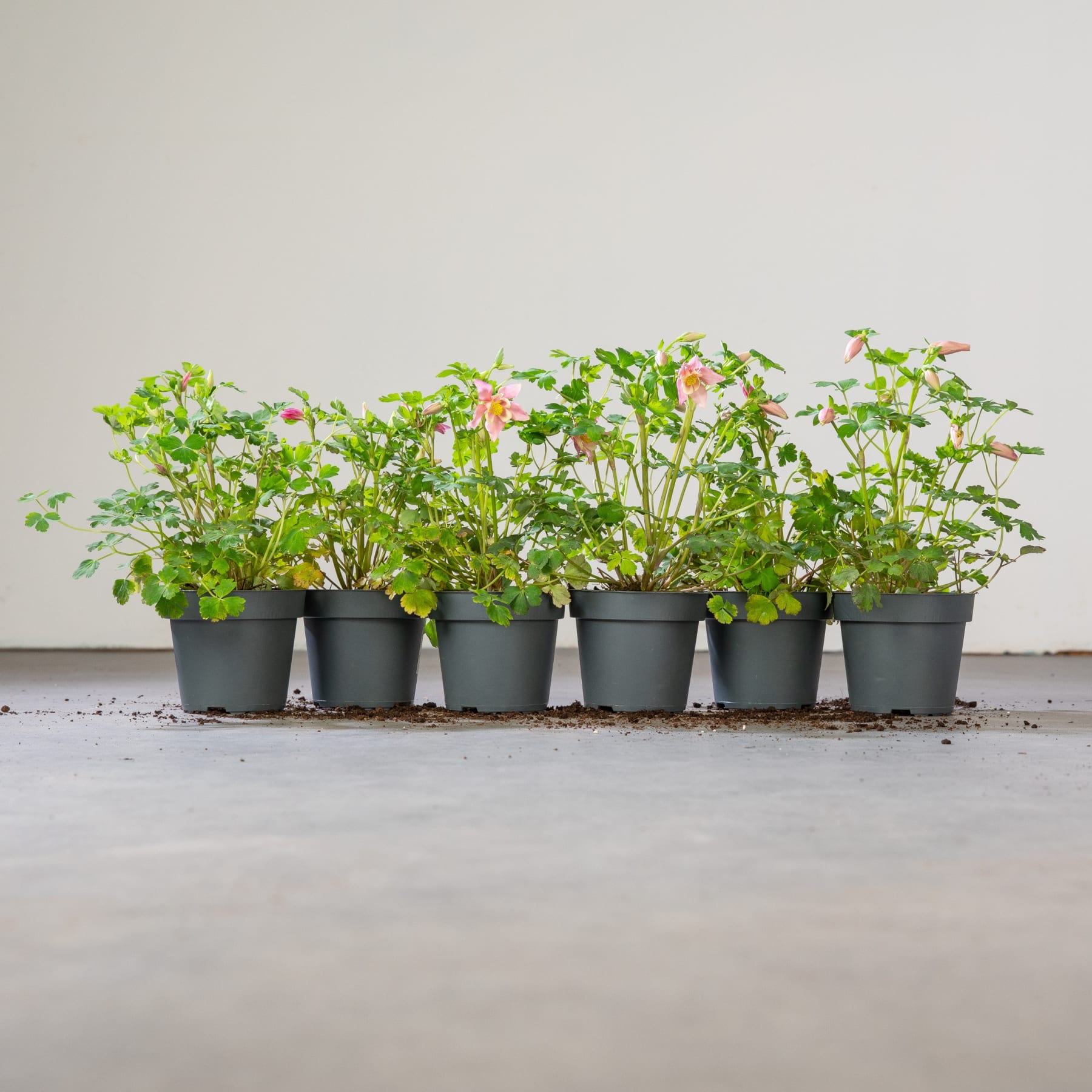 Eine Reihe üppiger, grüner Topfpflanzen mit kleinen rosa Blüten steht auf einem Betonboden vor einer schlichten weißen Wand.