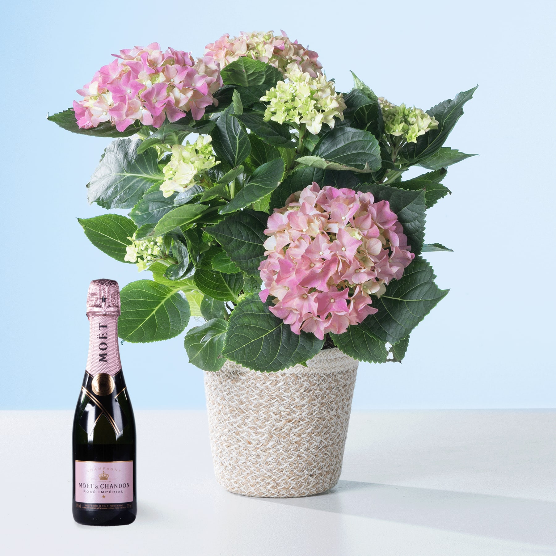 Ein Strauß leuchtend rosa und grüner Hortensienblüten liegt in einem geflochtenen Korb, begleitet von einer Flasche Sekt vor einem schlichten blauen Hintergrund.