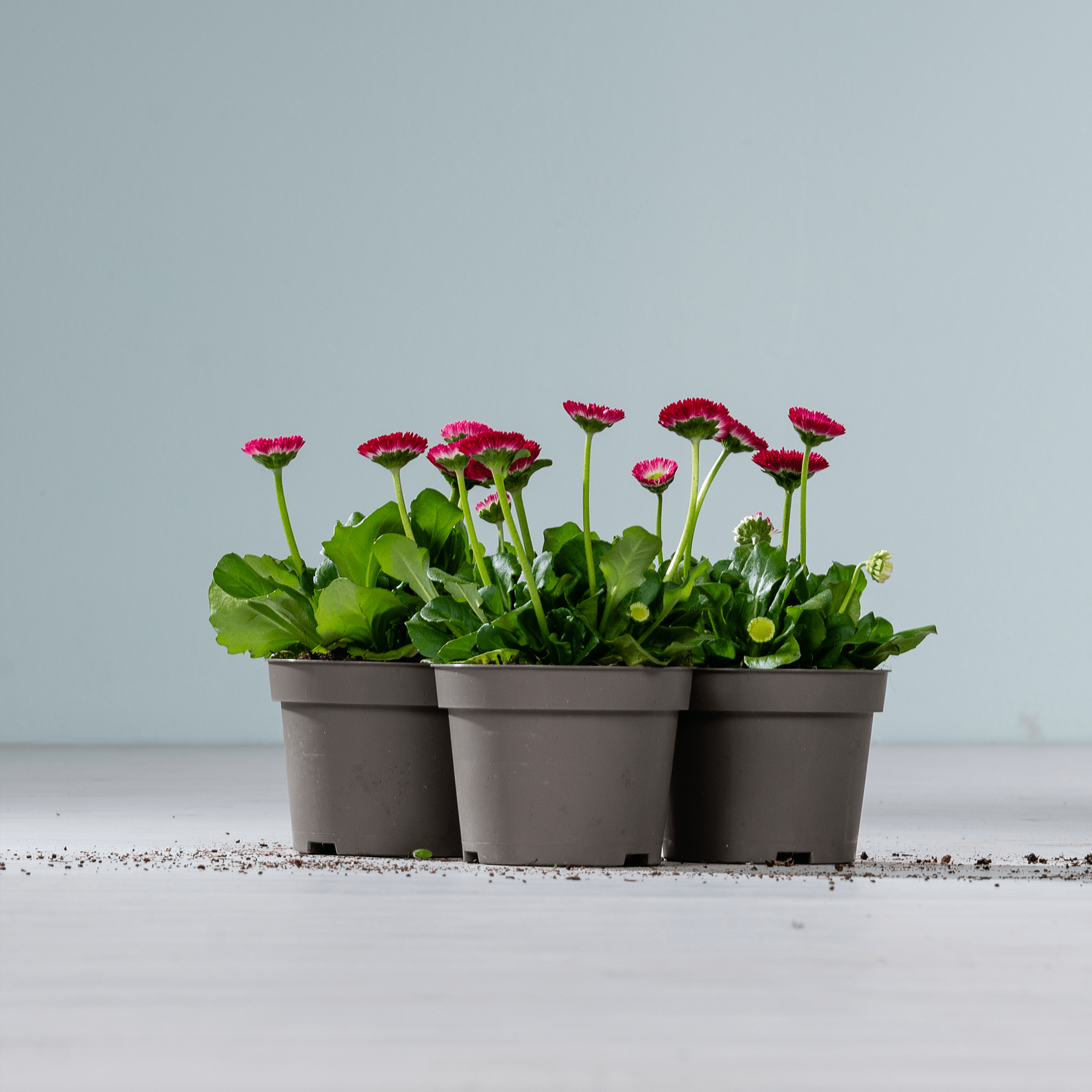 Leuchtend rote Gerbera-Gänseblümchen in schwarzen Pflanzgefäßen stehen auf einer hellgrauen Oberfläche vor einem hellblauen Hintergrund.