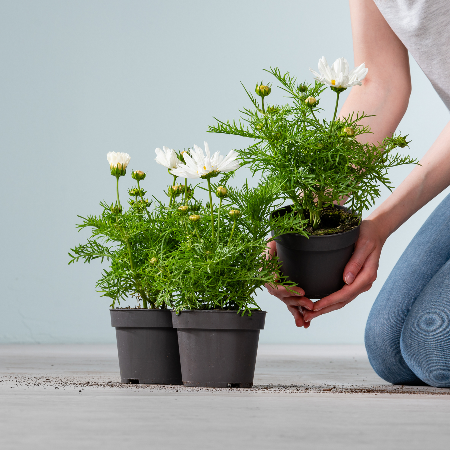 Das Bild zeigt die Hände einer Person, die vor einem schlichten Hintergrund eine Topfpflanze mit weißen Blüten und grünem Laub hält.