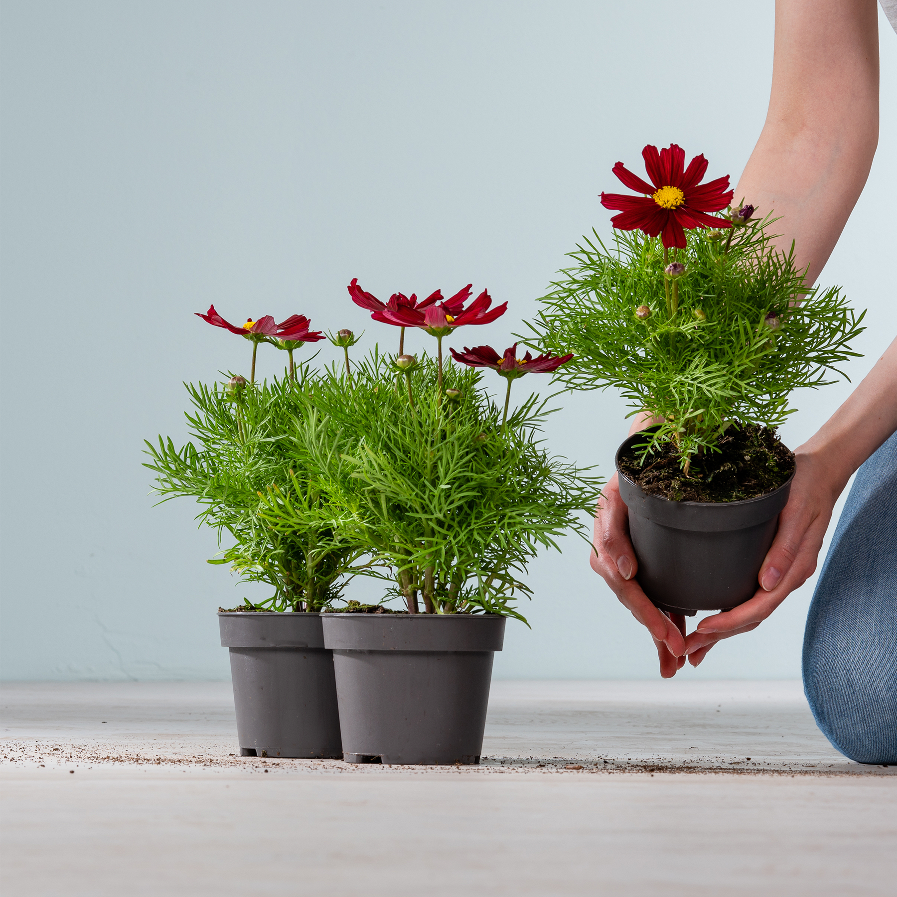 Das Bild zeigt mehrere Topfpflanzen mit leuchtend roten Blüten und üppigem grünem Laub, die eine Person vor einem schlichten Hintergrund in den Händen hält.