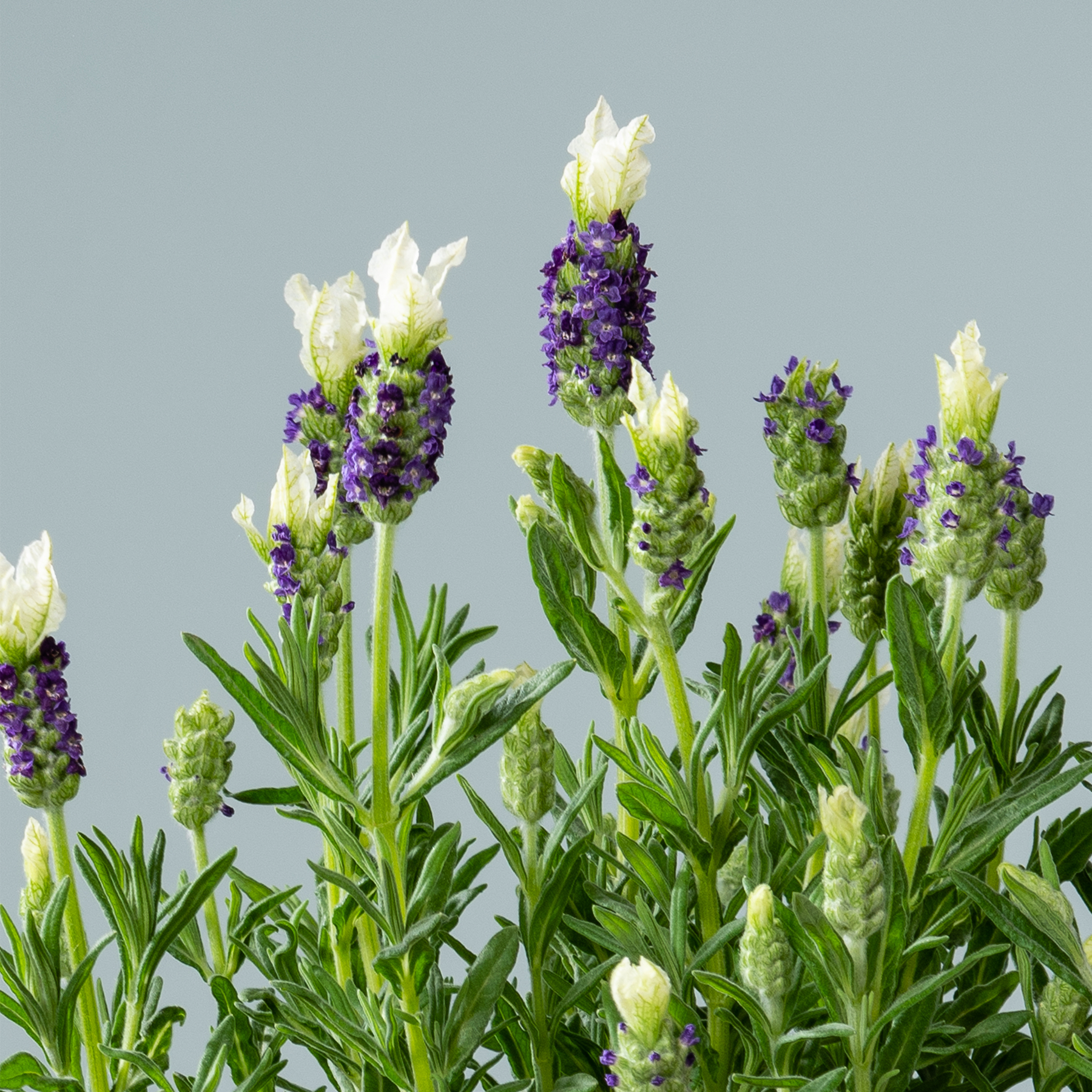 Das Bild zeigt eine leuchtende Blütenpracht aus Lavendel mit ihren charakteristischen violetten Farbtönen und dem grünen Laub vor einem gedämpften graublauen Hintergrund.