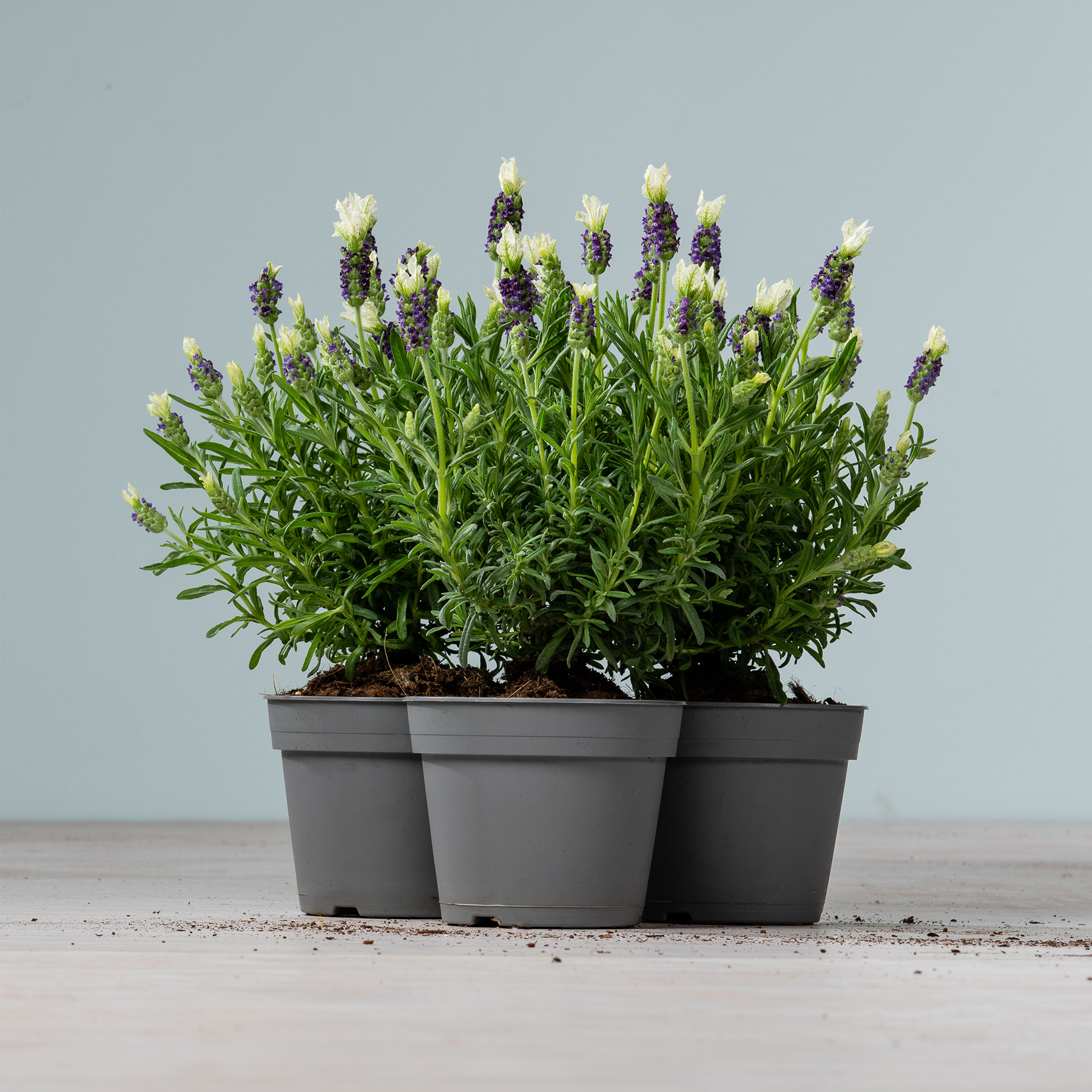 Eine Gruppe von Lavendelpflanzen in Töpfen mit grünem Laub und violetten Blüten steht auf einer Holzoberfläche vor einem schlichten grauen Hintergrund.