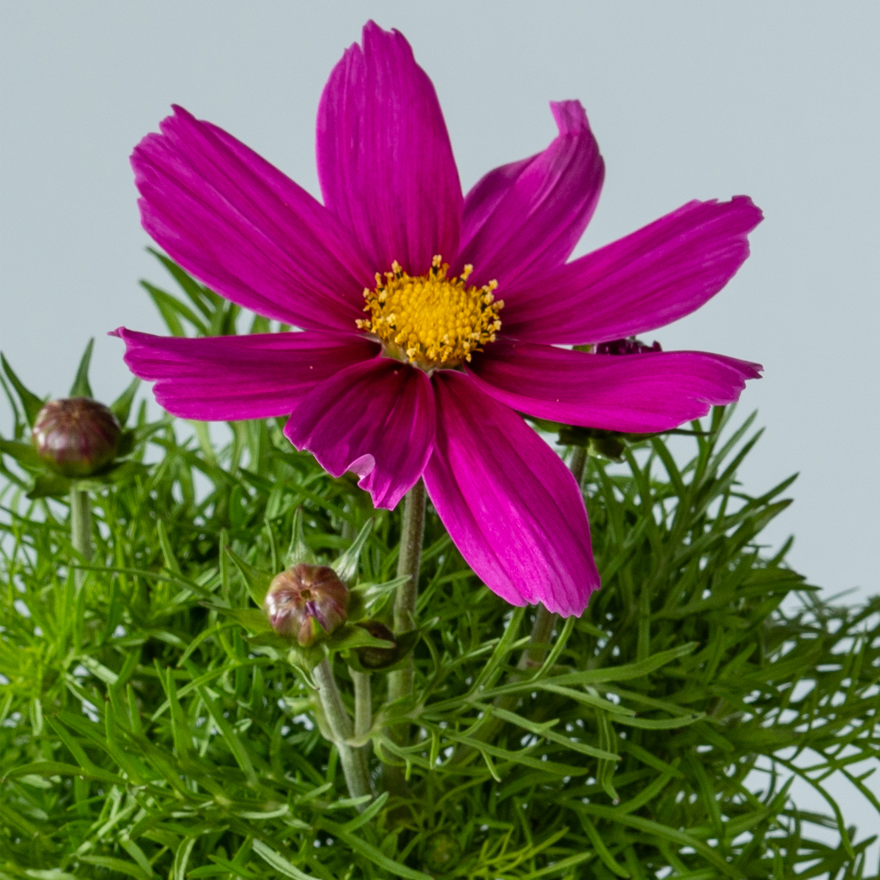 Eine leuchtend pinkfarbene Kosmeenblüte sticht im Vordergrund hervor, umgeben von üppigem grünem Laub vor einem hellblauen Himmel.