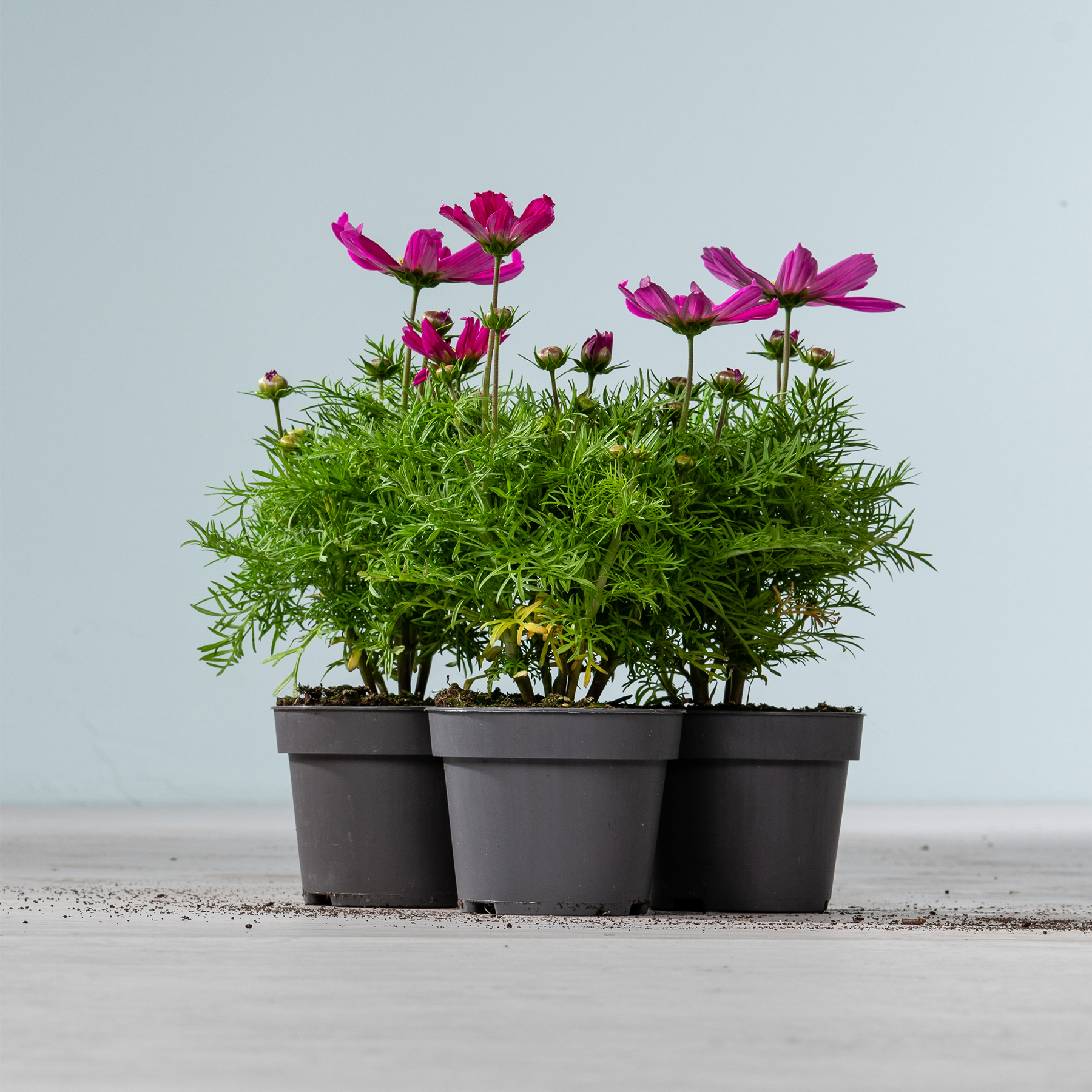 Das Bild zeigt eine Gruppe leuchtend rosa Kosmeen, die in schwarzen Pflanzgefäßen vor einem schlichten, hellen Hintergrund wachsen.