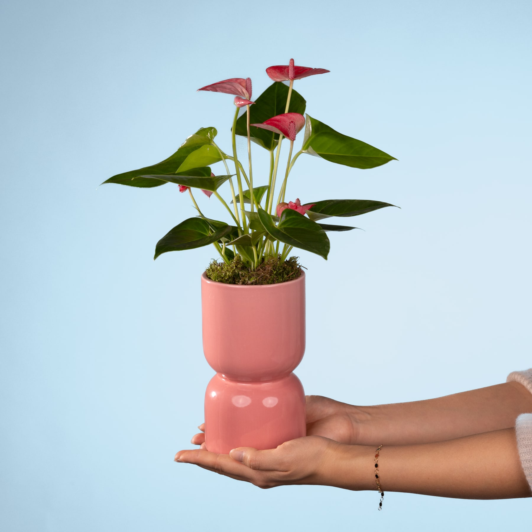 Eine Person hält vor einem schlichten blauen Hintergrund eine leuchtende Anthurie in einem rosa Keramiktopf in den Händen.