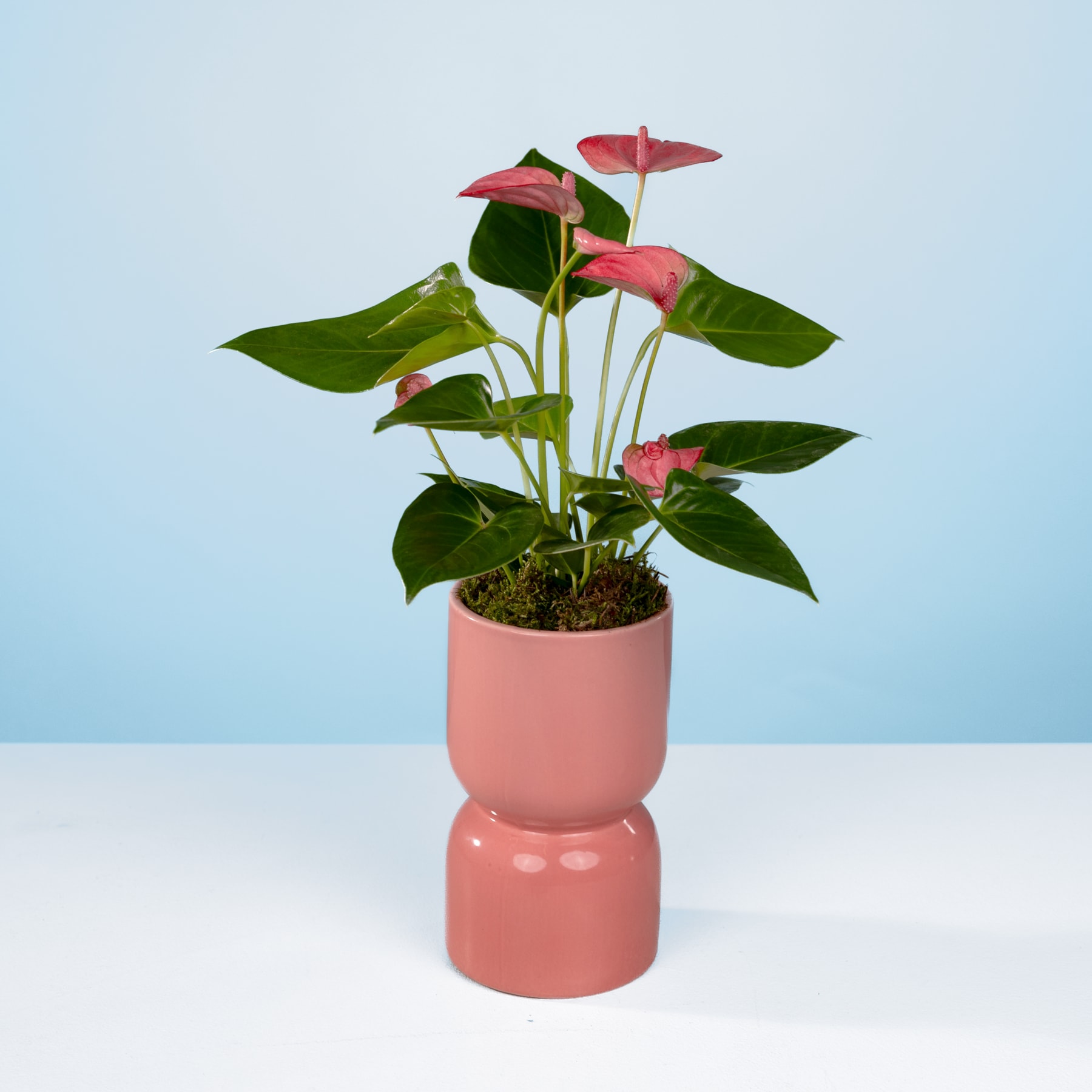 Eine Topfpflanze mit großen grünen Blättern und leuchtend rosa Blüten steht auf einer weißen Fläche vor einem hellblauen Hintergrund.