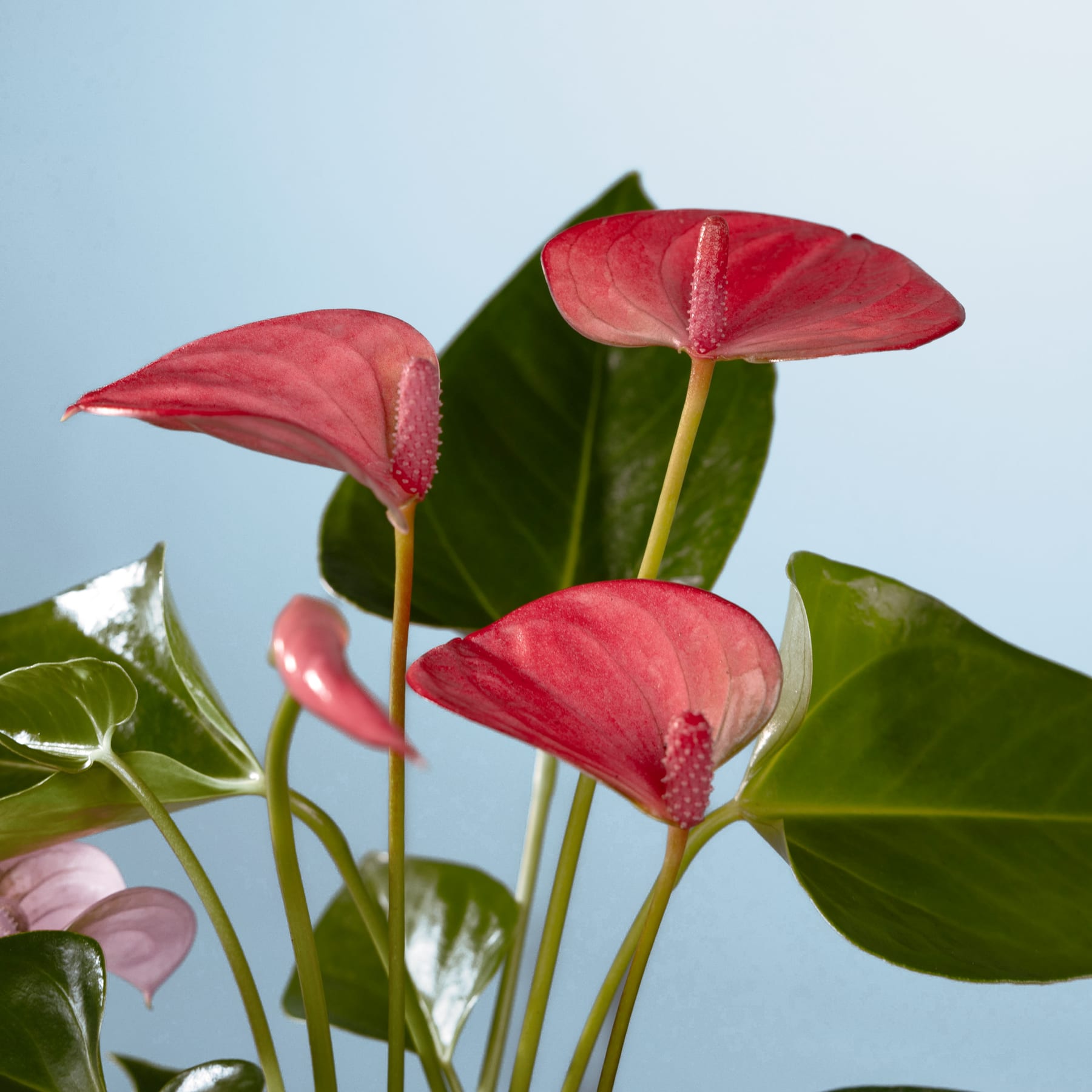 Leuchtend rote Anthurienblüten mit großen grünen Blättern heben sich von einem schlichten blauen Hintergrund ab und schaffen eine auffällige und optisch ansprechende Komposition.