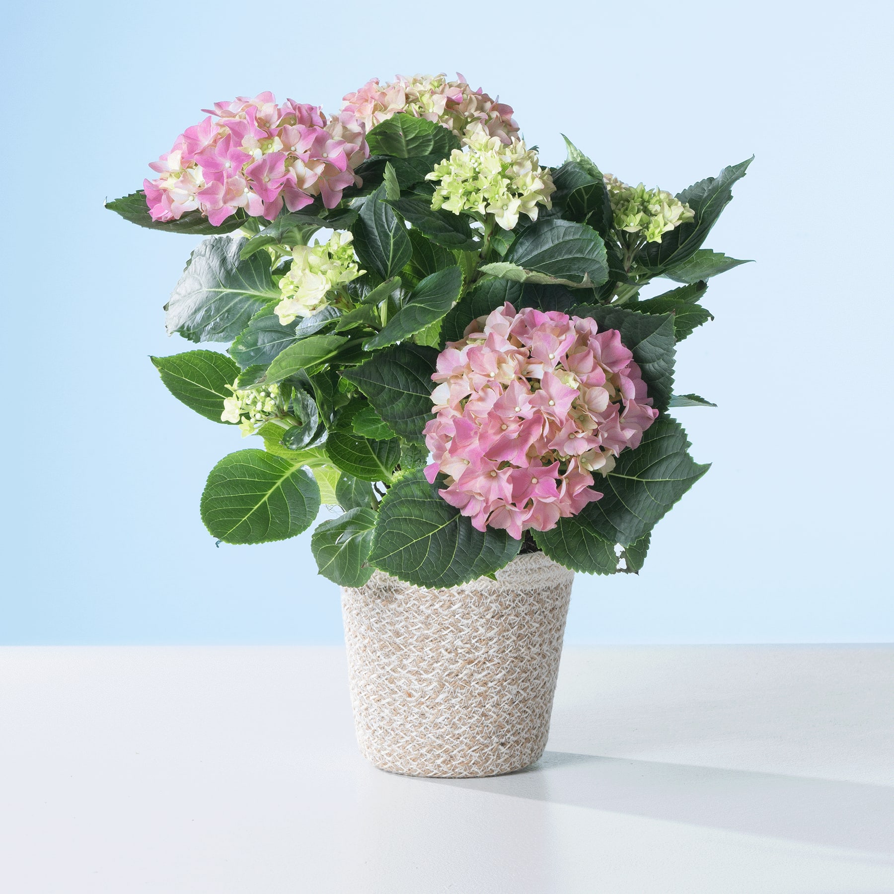Ein Strauß leuchtend rosa und grüner Hortensienblüten in einem geflochtenen Korb steht auf einer weißen Fläche vor einem hellblauen Hintergrund.