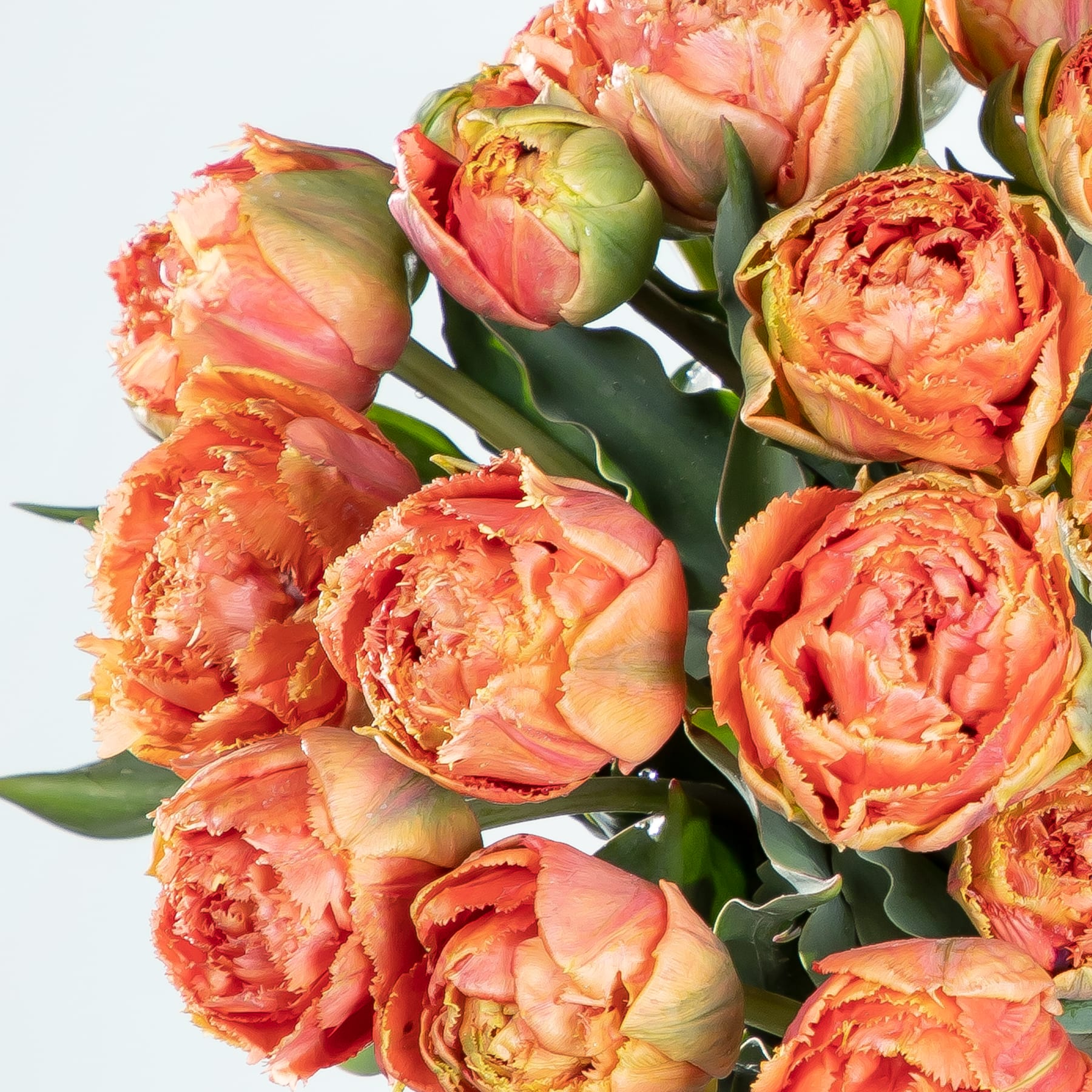Ein lebendiger Strauß üppiger, pfirsichfarbener Tulpen mit zarten Blütenblättern und grünem Laub vor einem schlichten weißen Hintergrund.