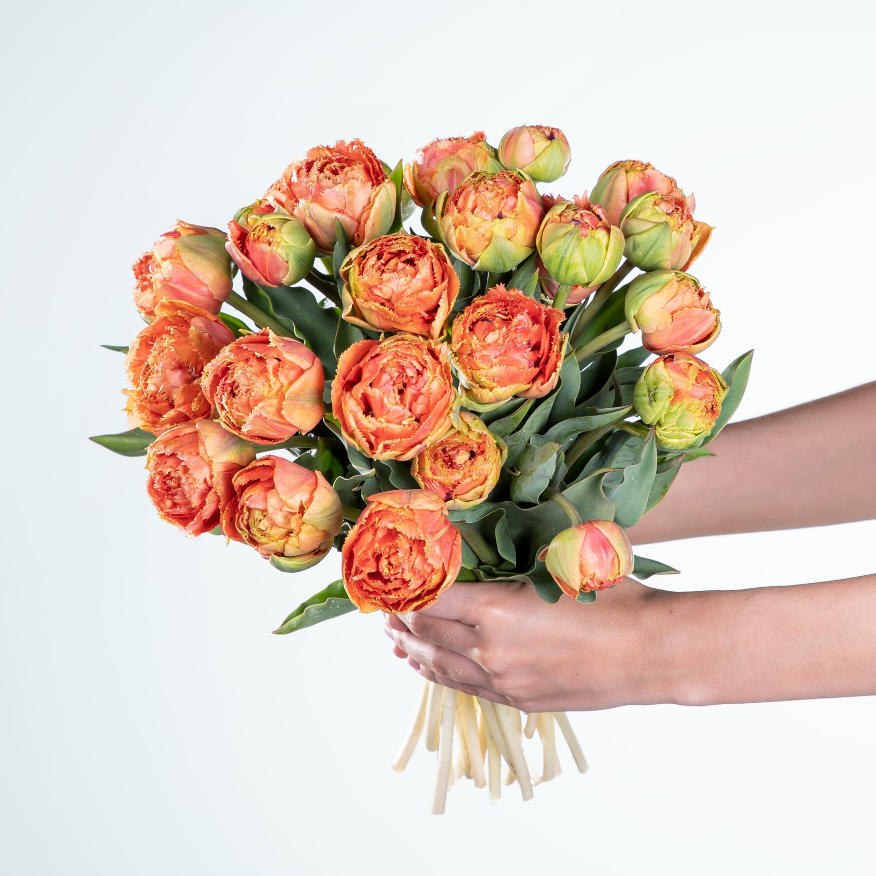 Ein Strauß leuchtend orangefarbener und gelber Tulpen, den eine Person vor einem schlichten weißen Hintergrund in den Händen hält.