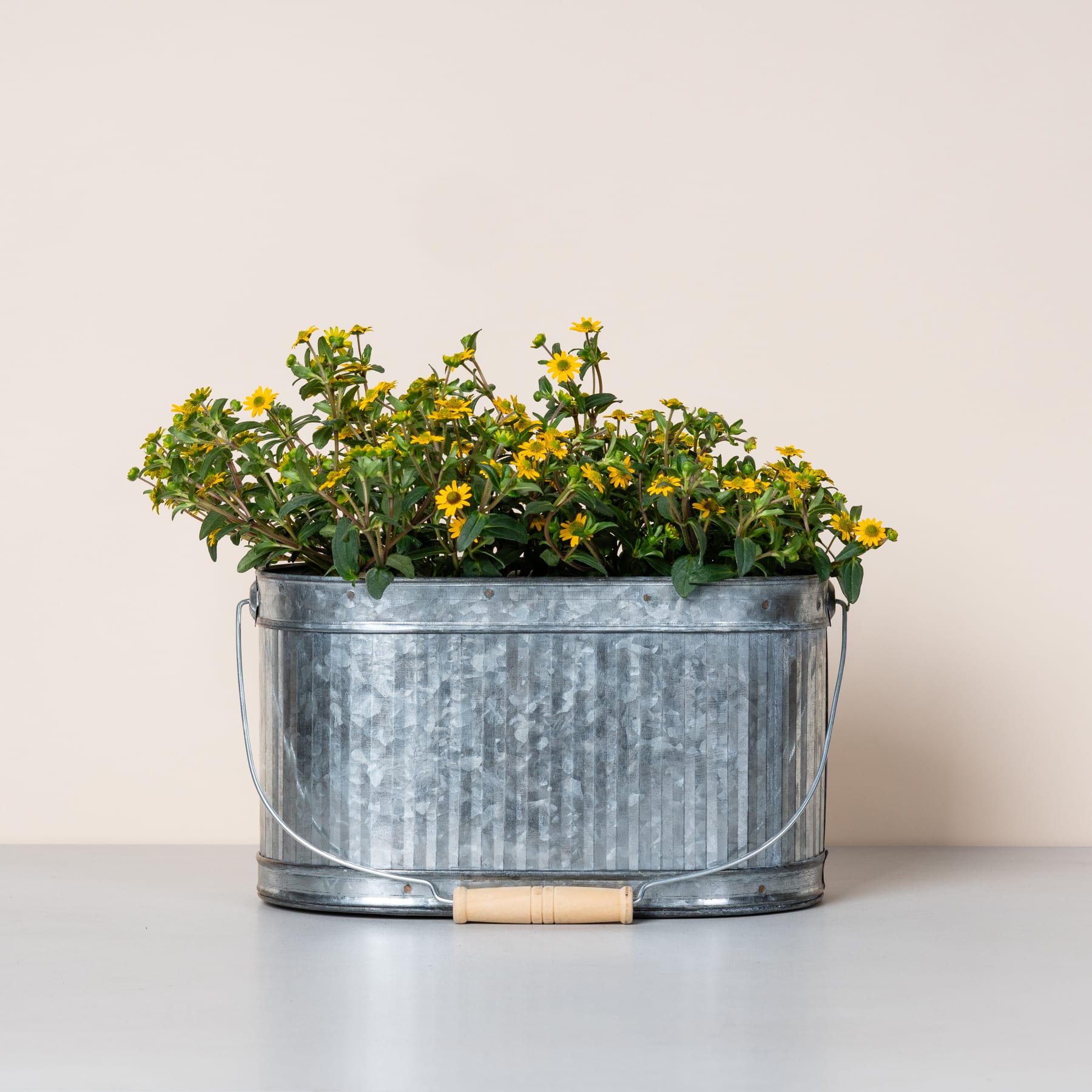 Ein mit leuchtend gelben Blumen gefüllter Blumentopf aus verzinktem Metall steht auf einer hellen Oberfläche vor einem schlichten Hintergrund.