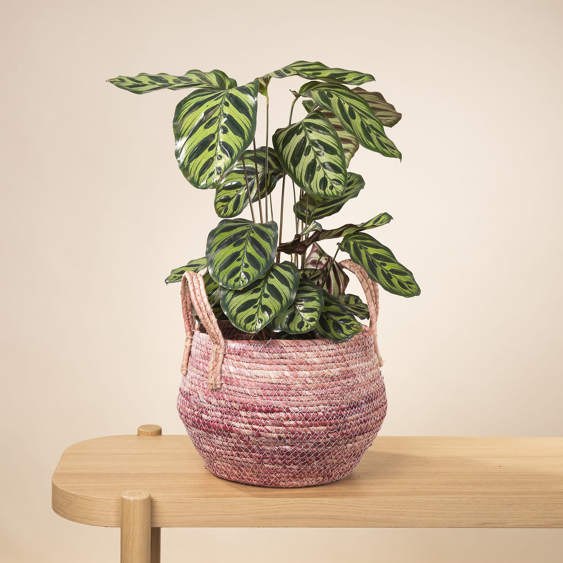 Eine leuchtende, tropisch aussehende Pflanze mit großen, grünen Blättern in einem geflochtenen, rosa Korb steht auf einem Holztisch vor einem neutralen Hintergrund.