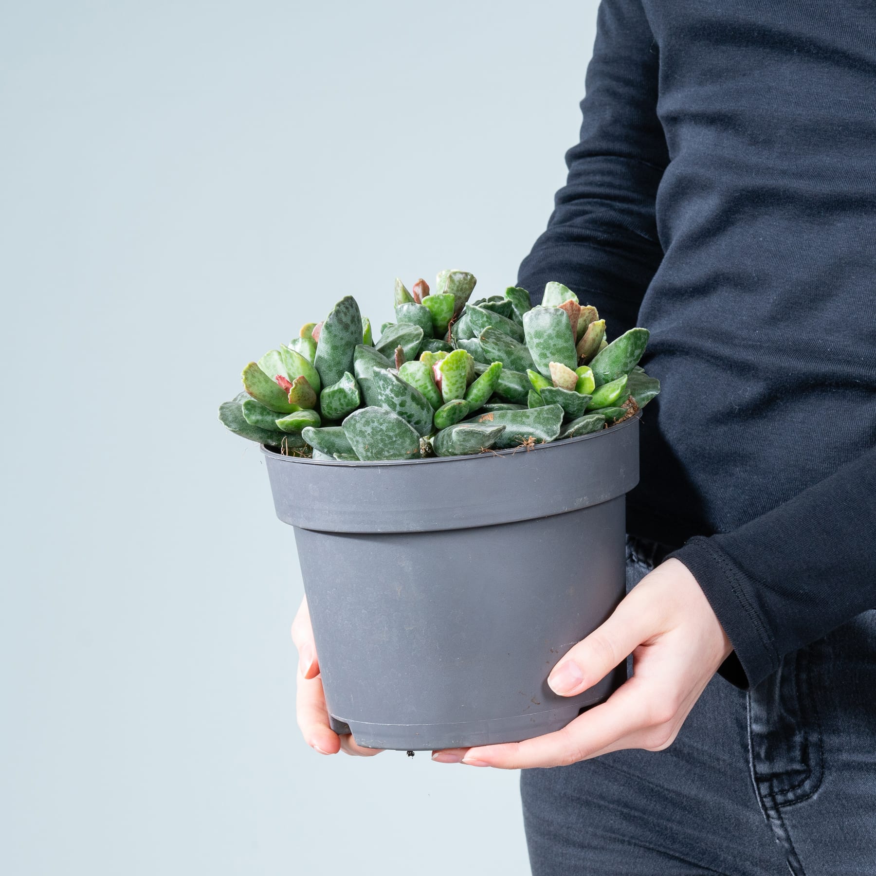 Die Hände einer Person halten eine Topfpflanze mit grünen Blättern und Knospen vor einem schlichten, hellen Hintergrund.